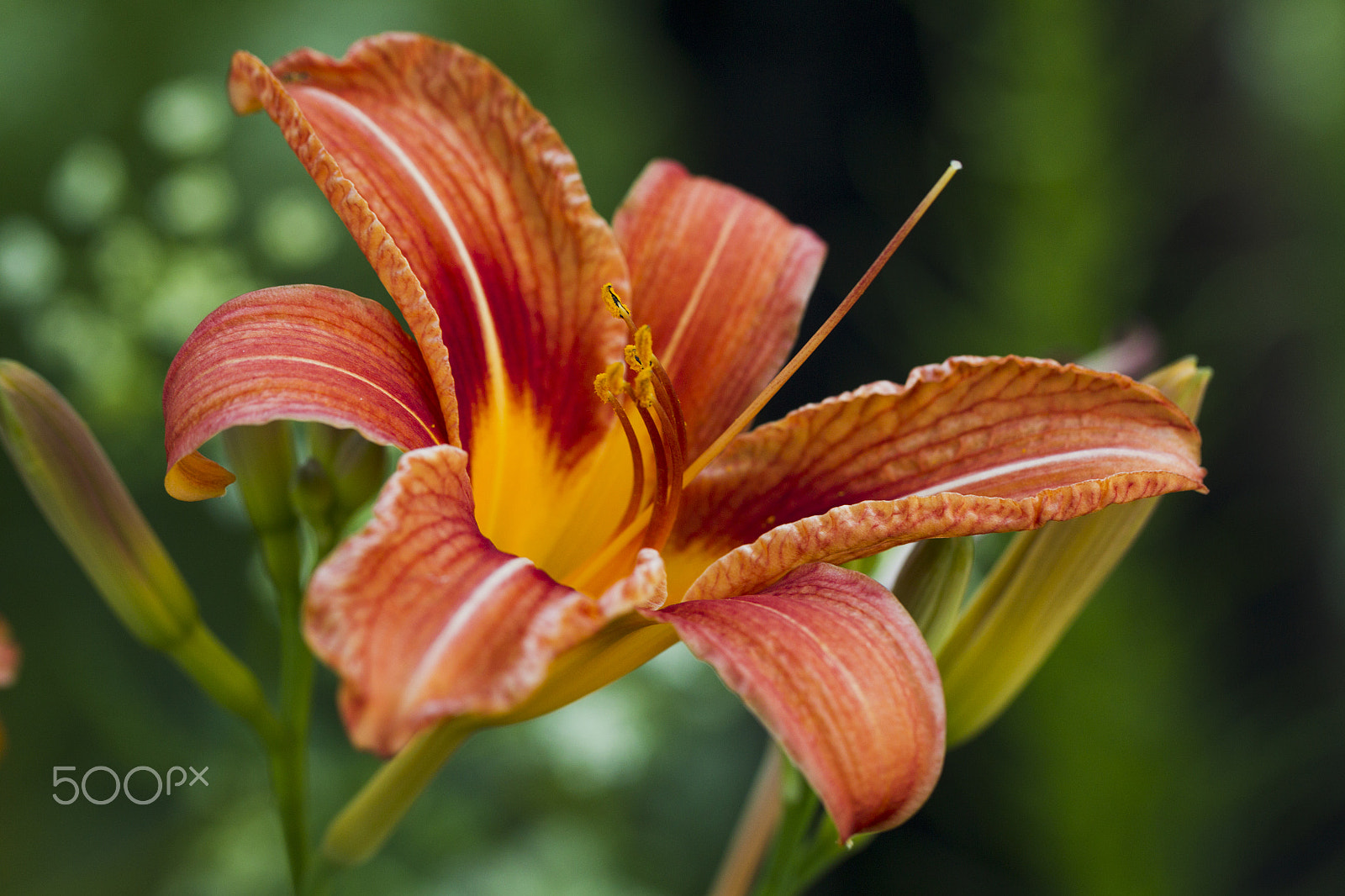 Canon EOS-1D Mark IV sample photo. Orange lily flower photography