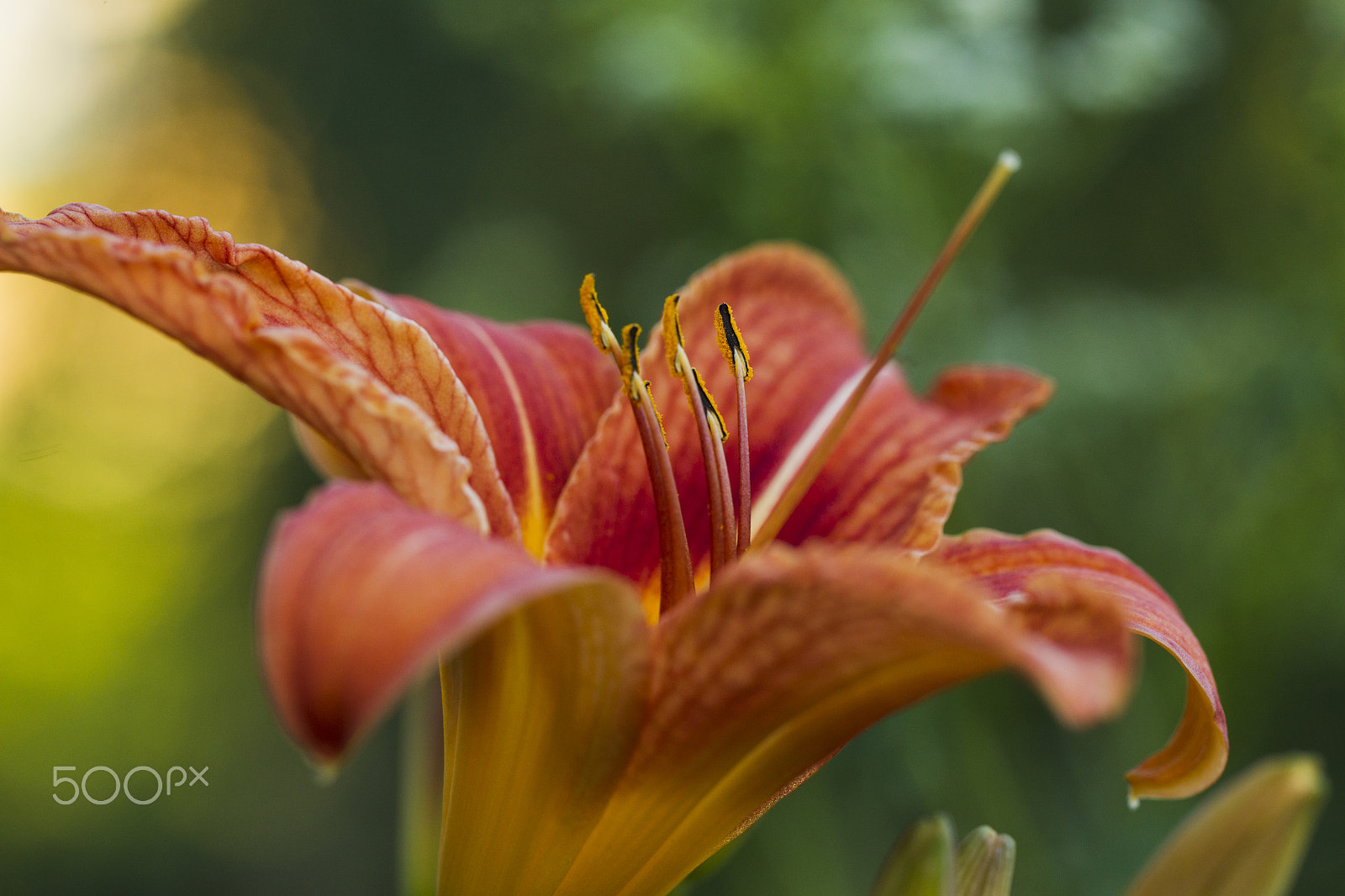 Canon EOS-1D Mark IV sample photo. Orange lily flower photography