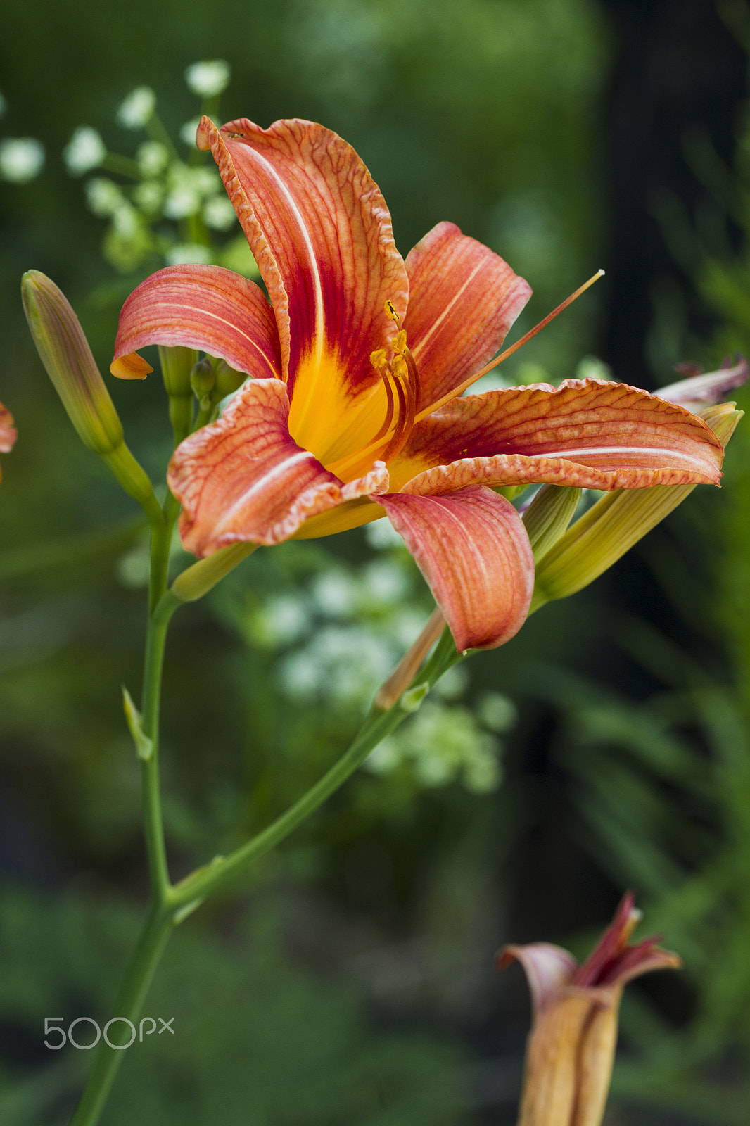 Canon EOS-1D Mark IV sample photo. Orange lily flower photography