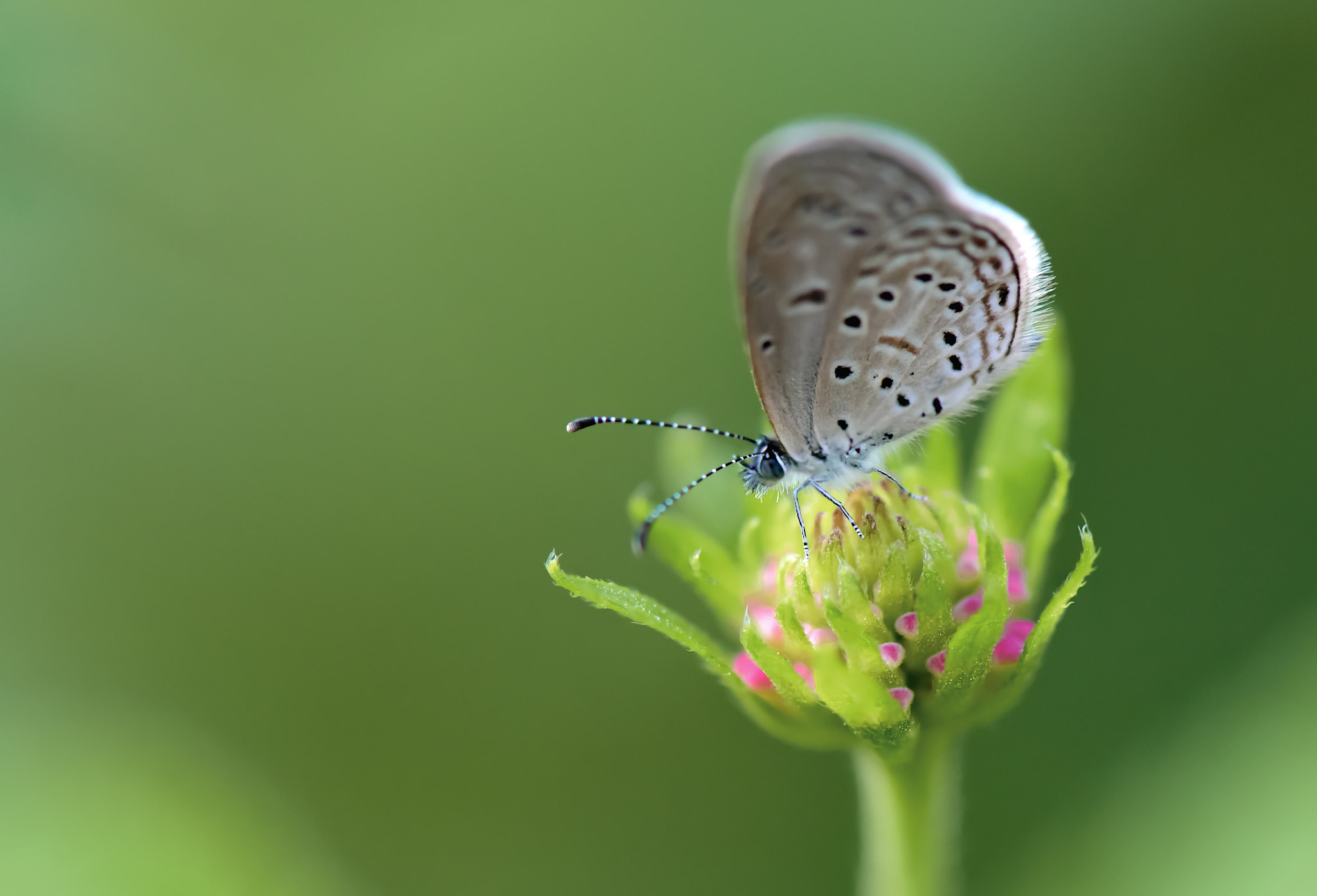 Nikon D5 sample photo. Small grey butterfly photography