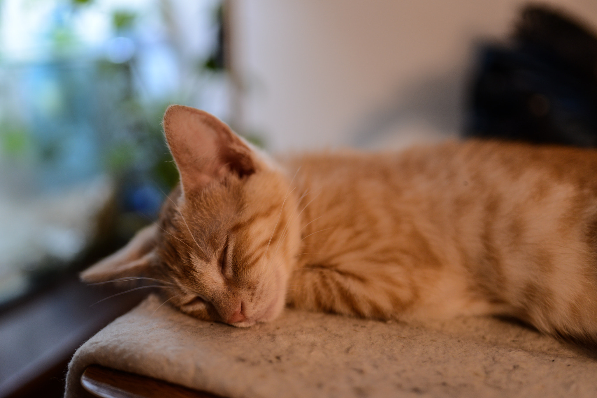 Nikon D600 sample photo. Sleep photography