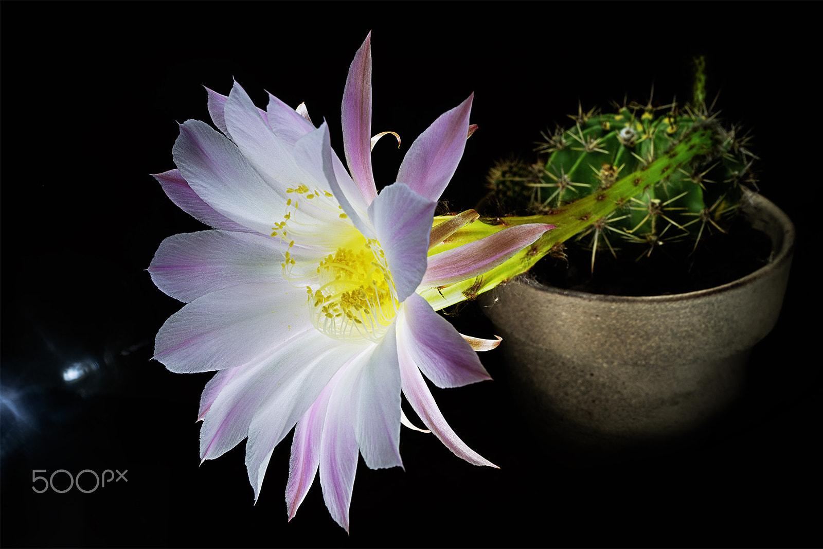 Sony Alpha a99 sample photo. Echinopsis leda photography