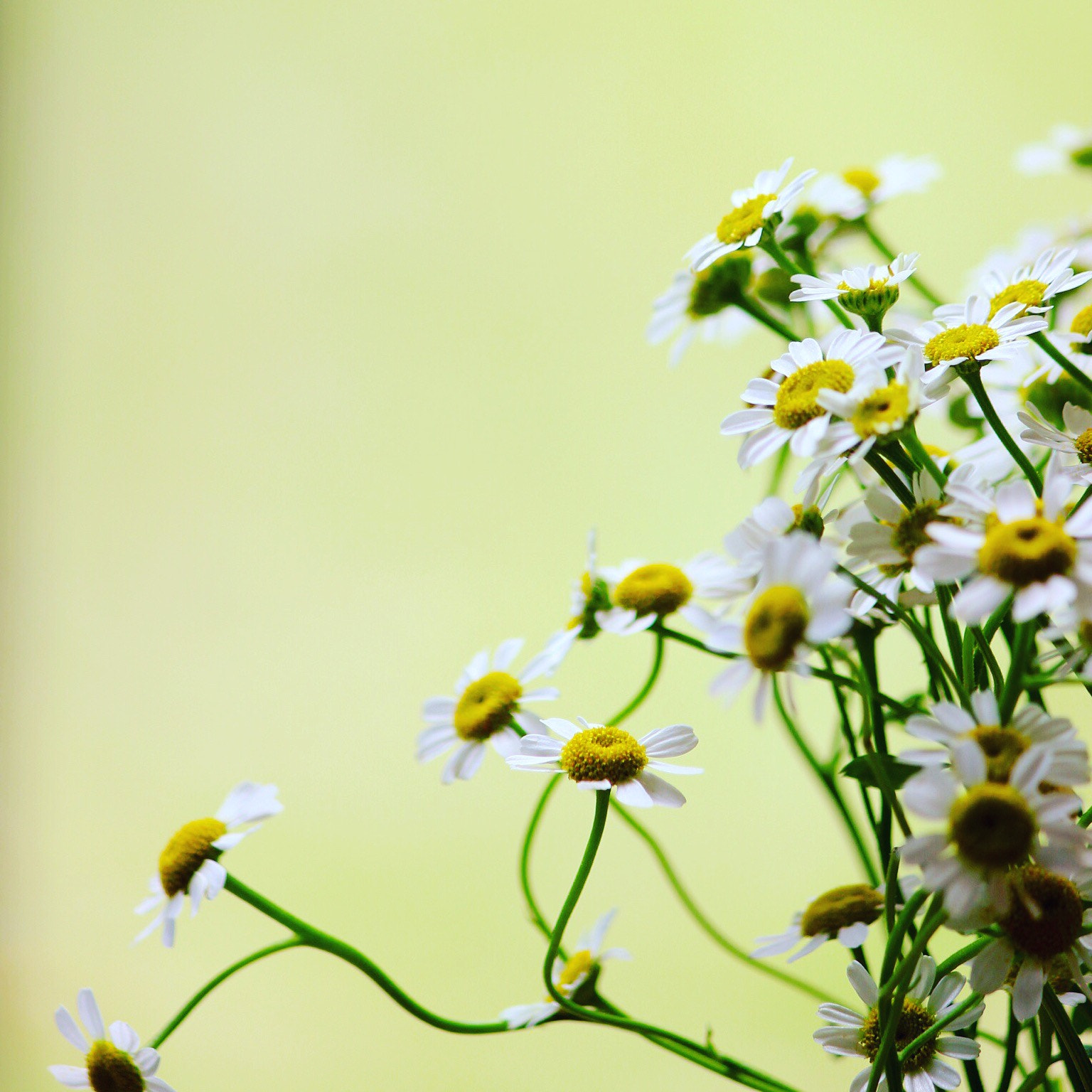 Canon EOS 600D (Rebel EOS T3i / EOS Kiss X5) sample photo. Chamomile photography