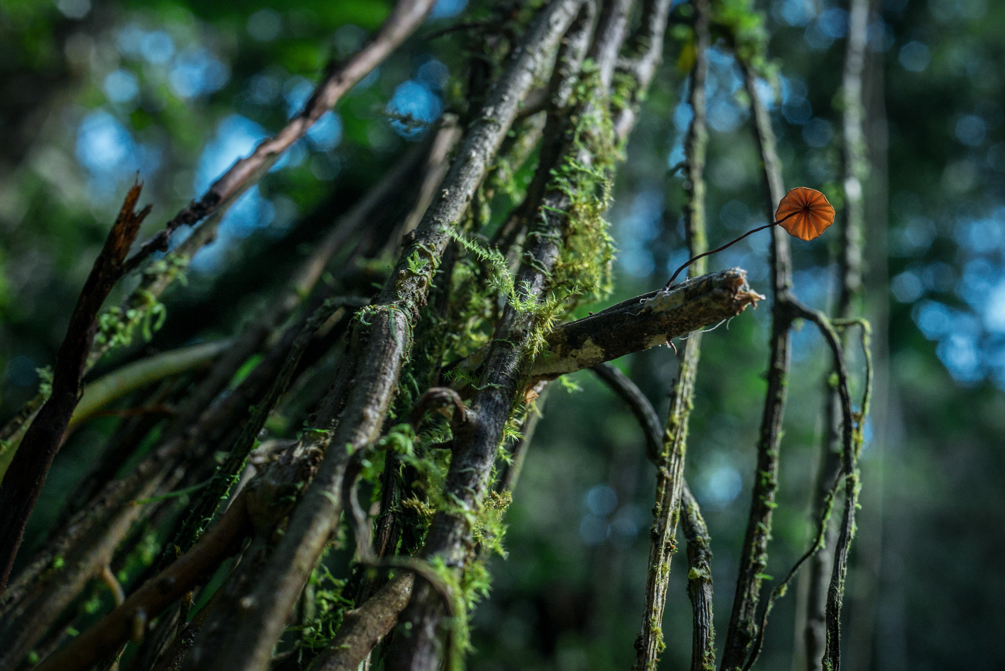 Panasonic Lumix DMC-GX7 + Panasonic Lumix G 20mm F1.7 ASPH sample photo. Climber mushroom photography