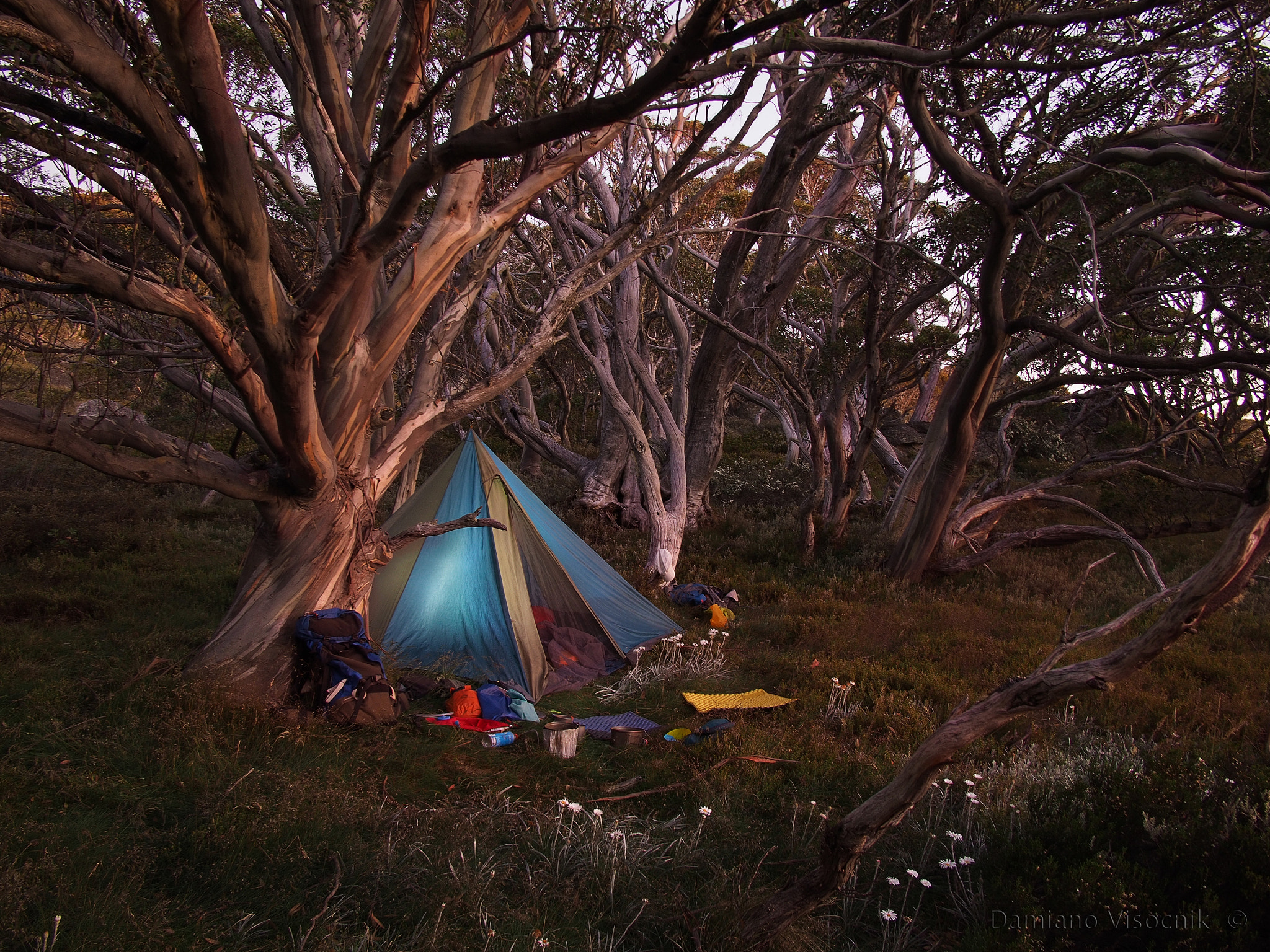 Olympus PEN E-P5 + Panasonic Lumix G 14mm F2.5 ASPH sample photo. Camp in snowgums_c photography