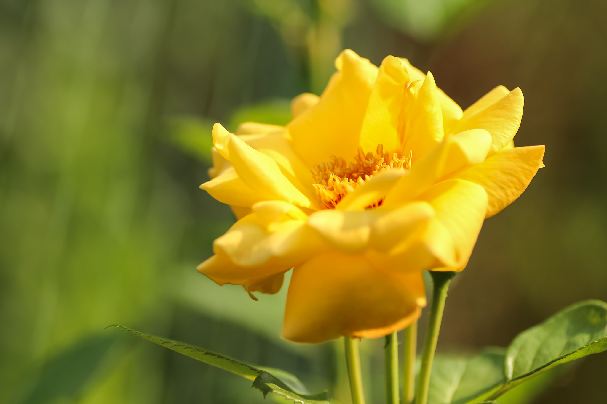 Canon EOS 700D (EOS Rebel T5i / EOS Kiss X7i) + Tamron SP AF 90mm F2.8 Di Macro sample photo. Yellow rose photography