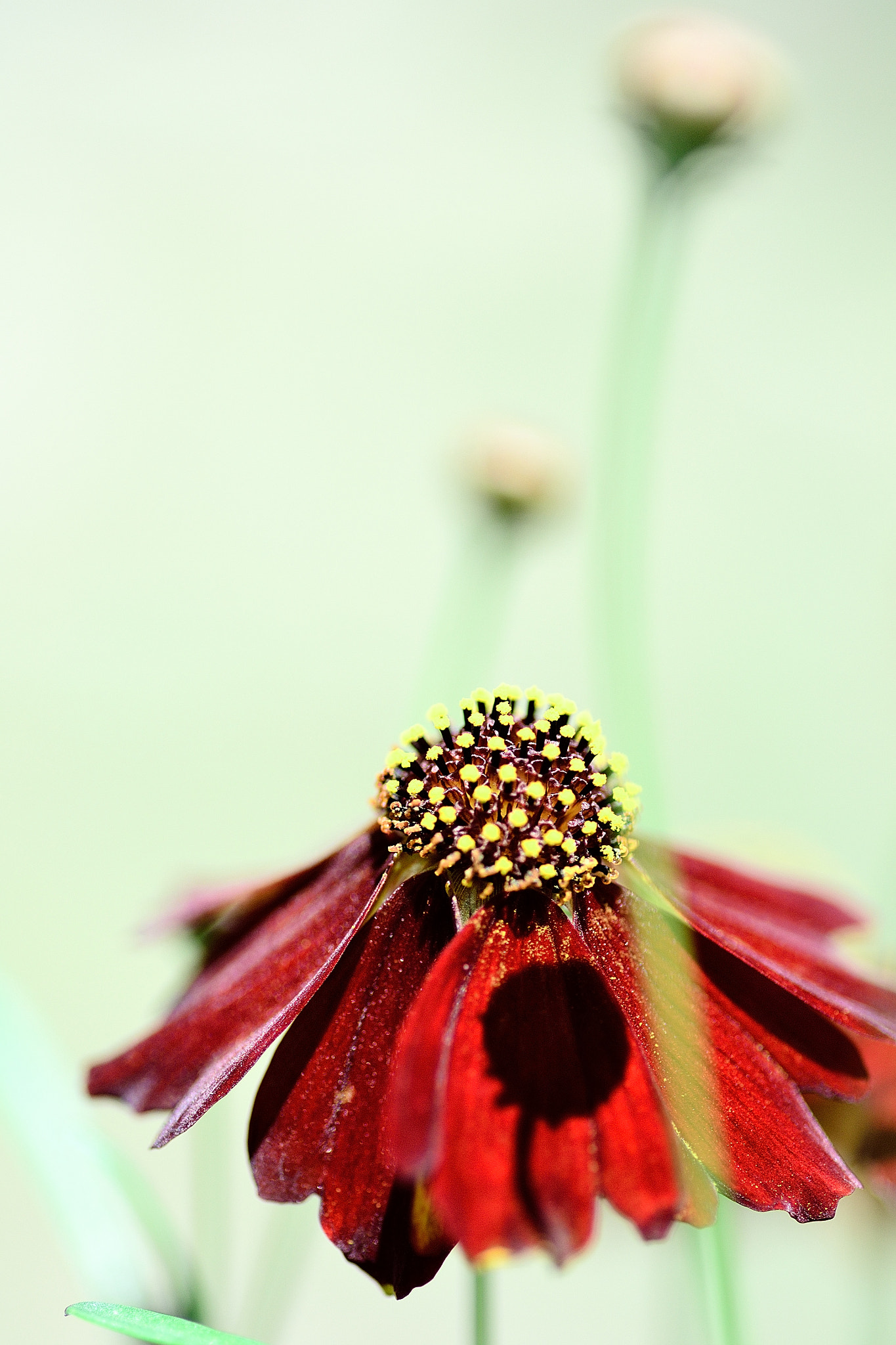 Nikon D3100 sample photo. ハルシャギク photography