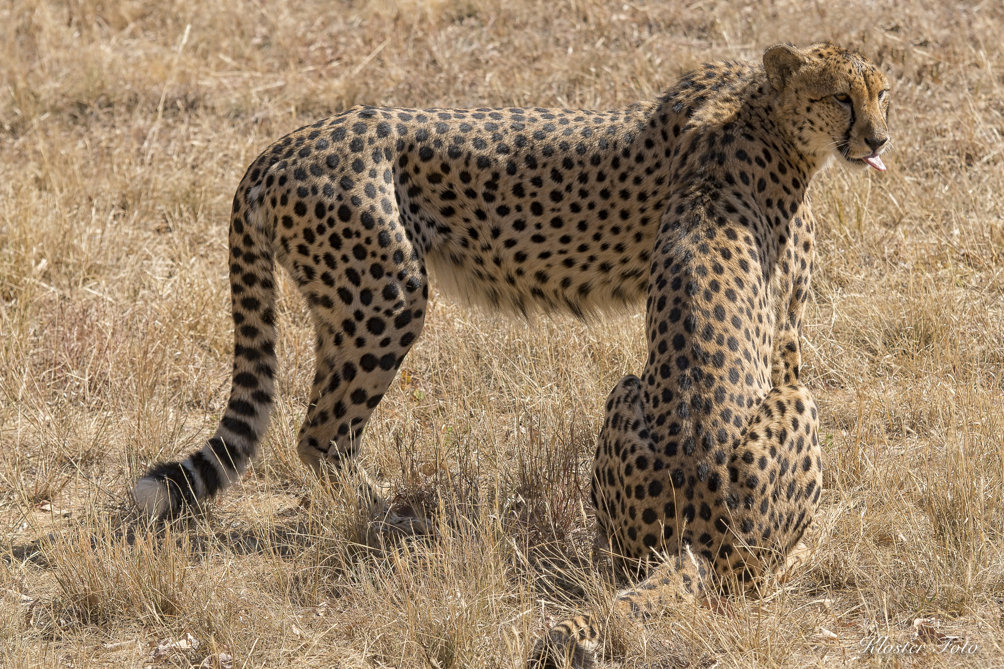 70-200mm F2.8 sample photo. 2 cheetas 1 head photography