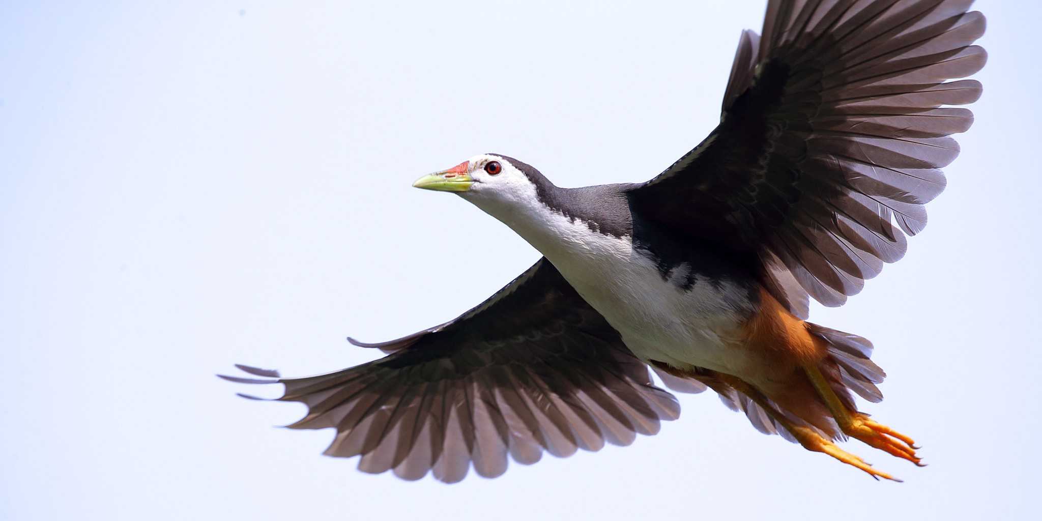 Canon EF 300mm F2.8L IS II USM sample photo. Amaurornis phoenicurus photography