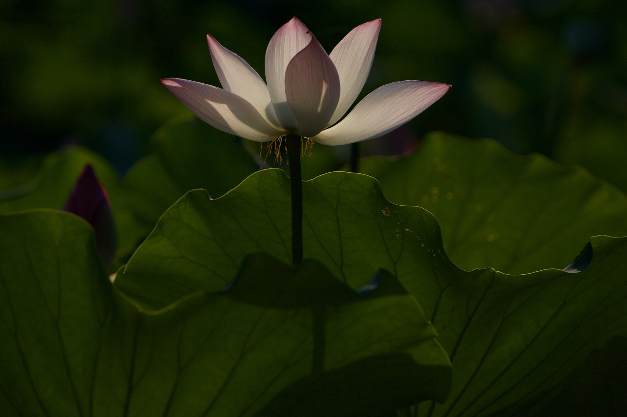 Canon EOS 5D + Canon EF 70-200mm F2.8L IS USM sample photo. Lotus photography