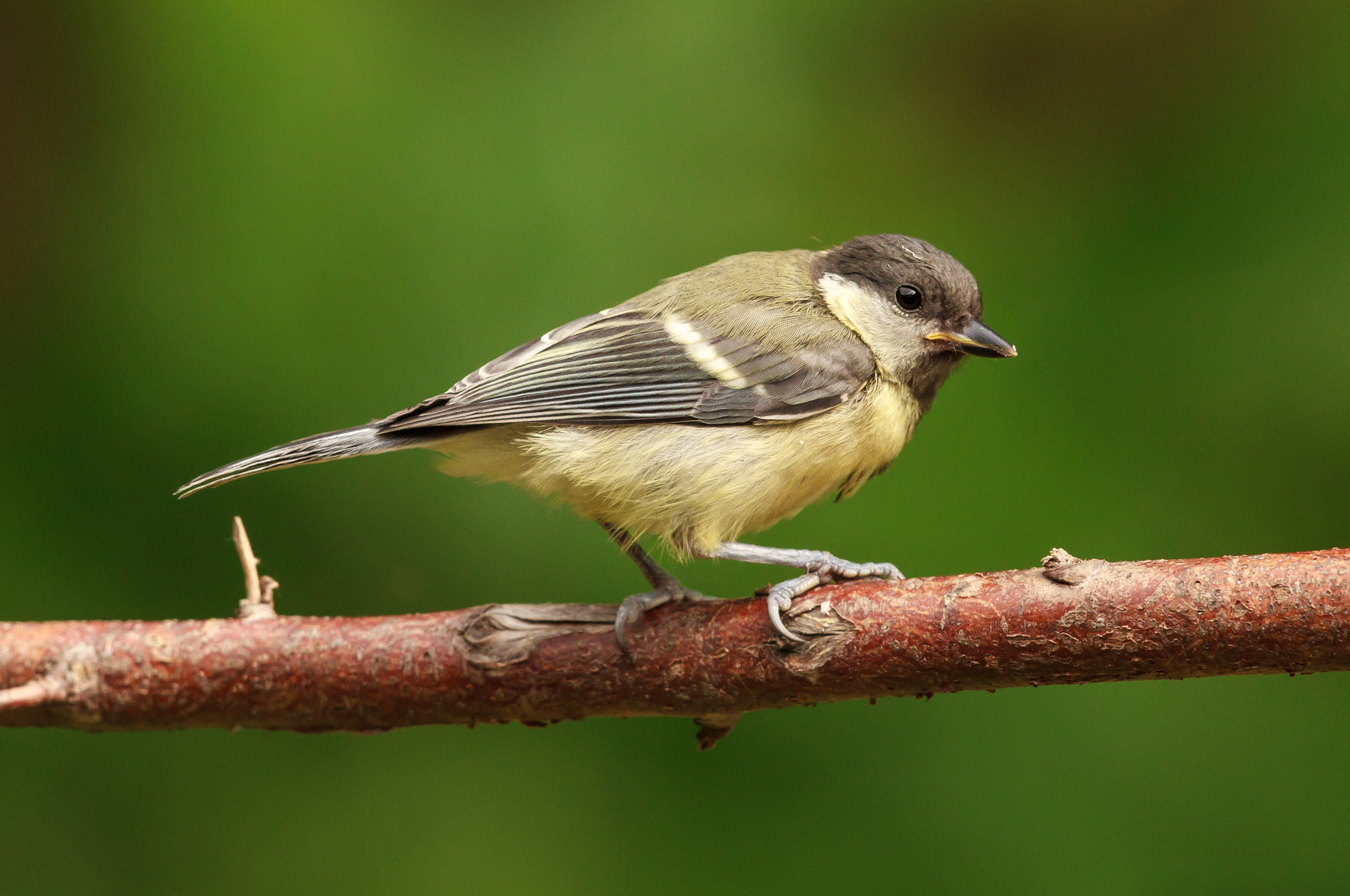 Canon EF 500mm F4L IS II USM sample photo. Great tit juvenile photography