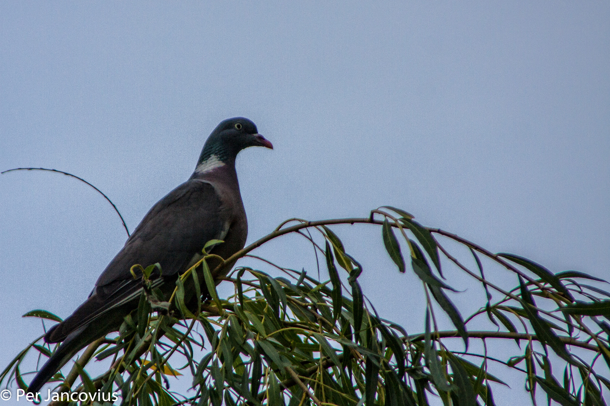 Canon EOS 40D sample photo. Common wood pigeon photography