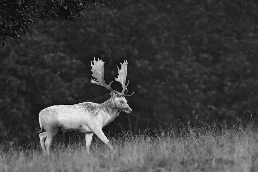 Black and white Fallow deer stag by Richard Bowler / 500px