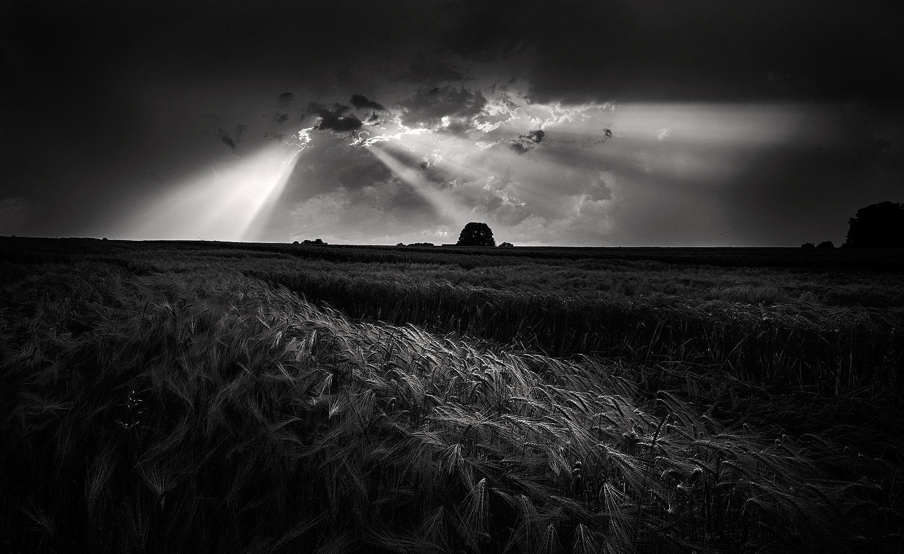 16-35mm F4 G SSM OSS sample photo. The cornfield ( bw ) photography