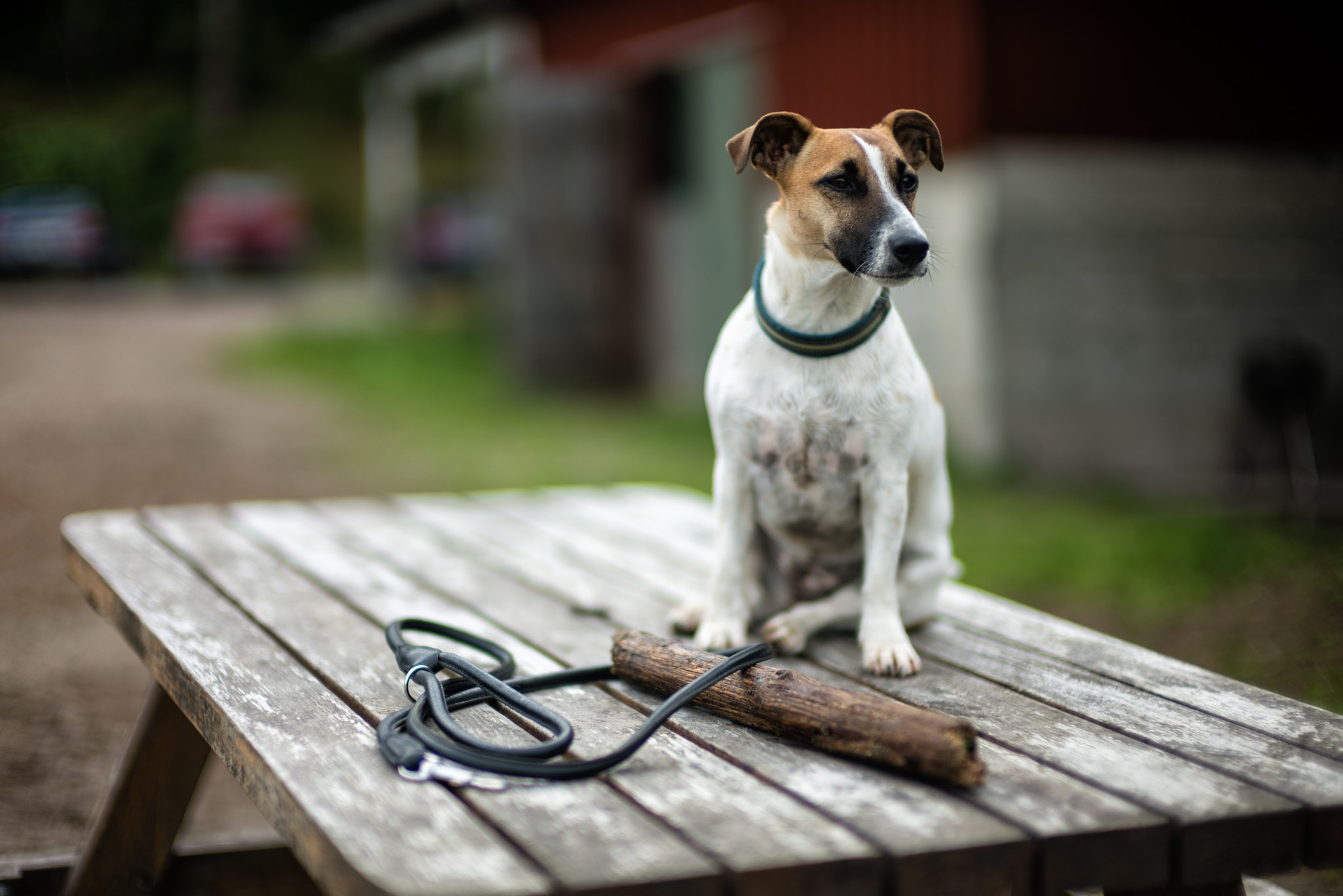 Leica Noctilux-M 50mm F0.95 ASPH sample photo. Maja photography