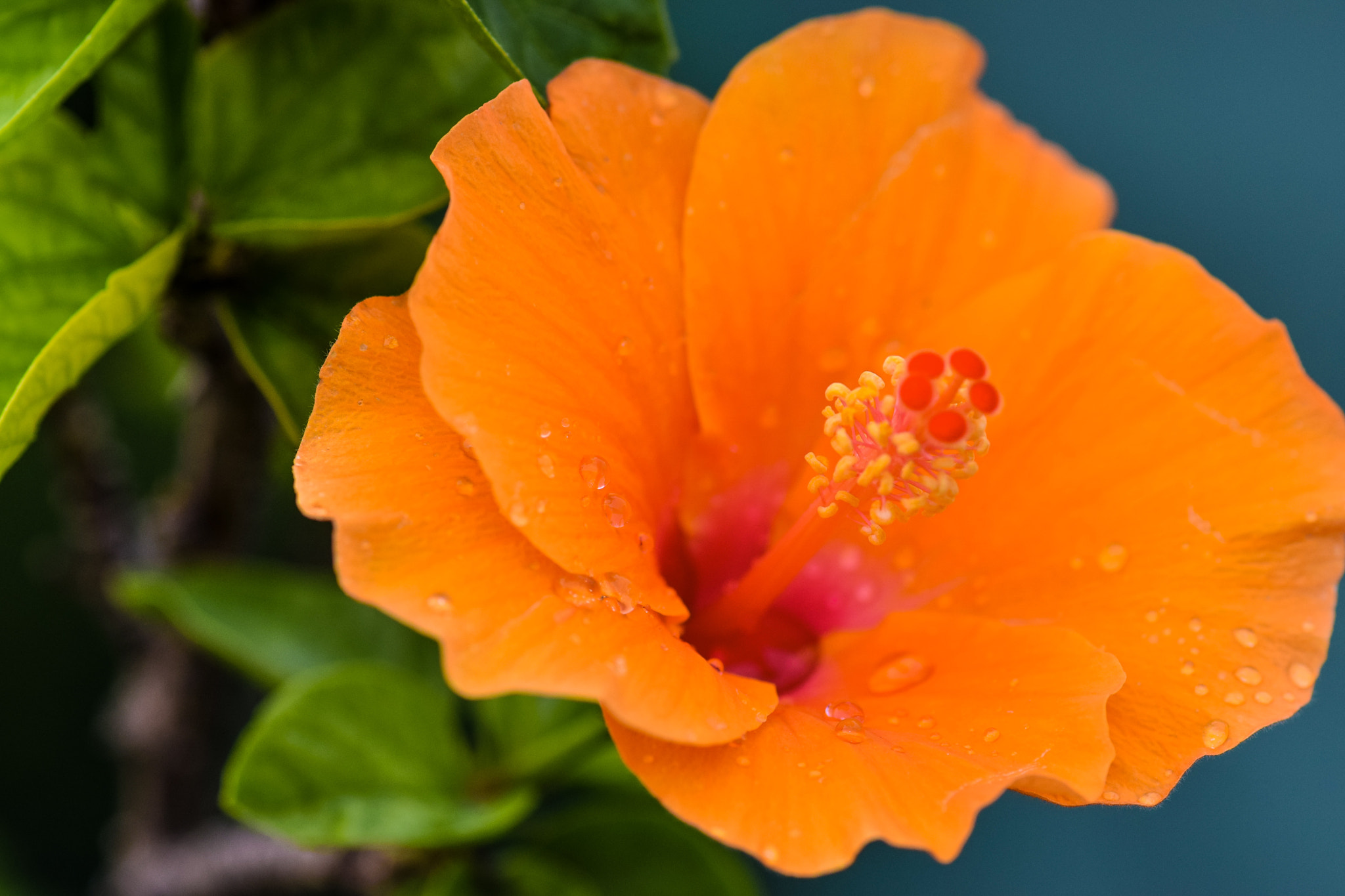 Nikon AF-S Micro-Nikkor 105mm F2.8G IF-ED VR sample photo. Orange hibiscus photography