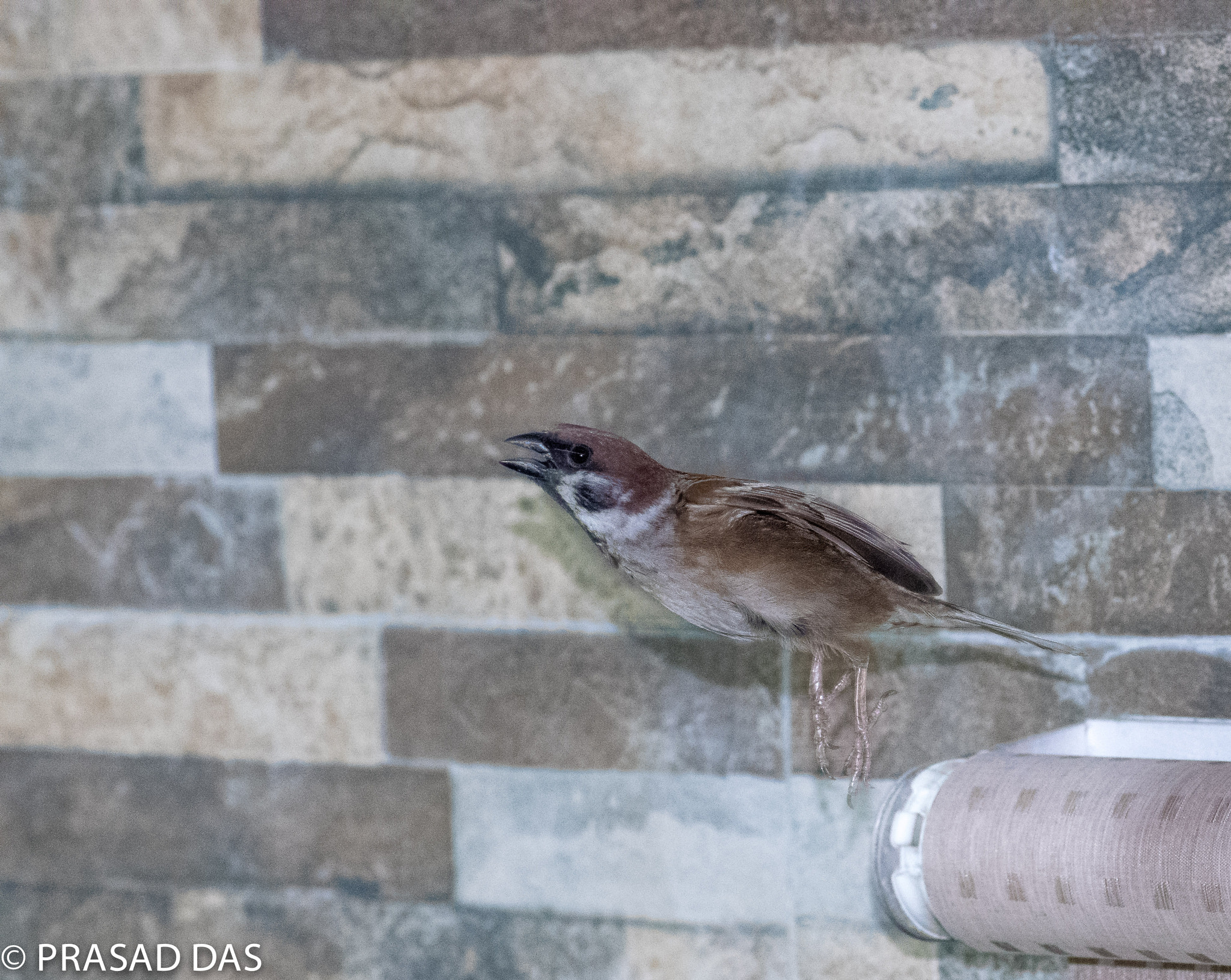 Nikon AF-S Micro-Nikkor 105mm F2.8G IF-ED VR sample photo. Sparrow in motion photography