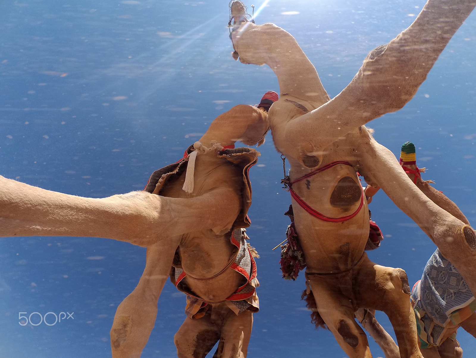 HTC RE sample photo. Walking camels photography