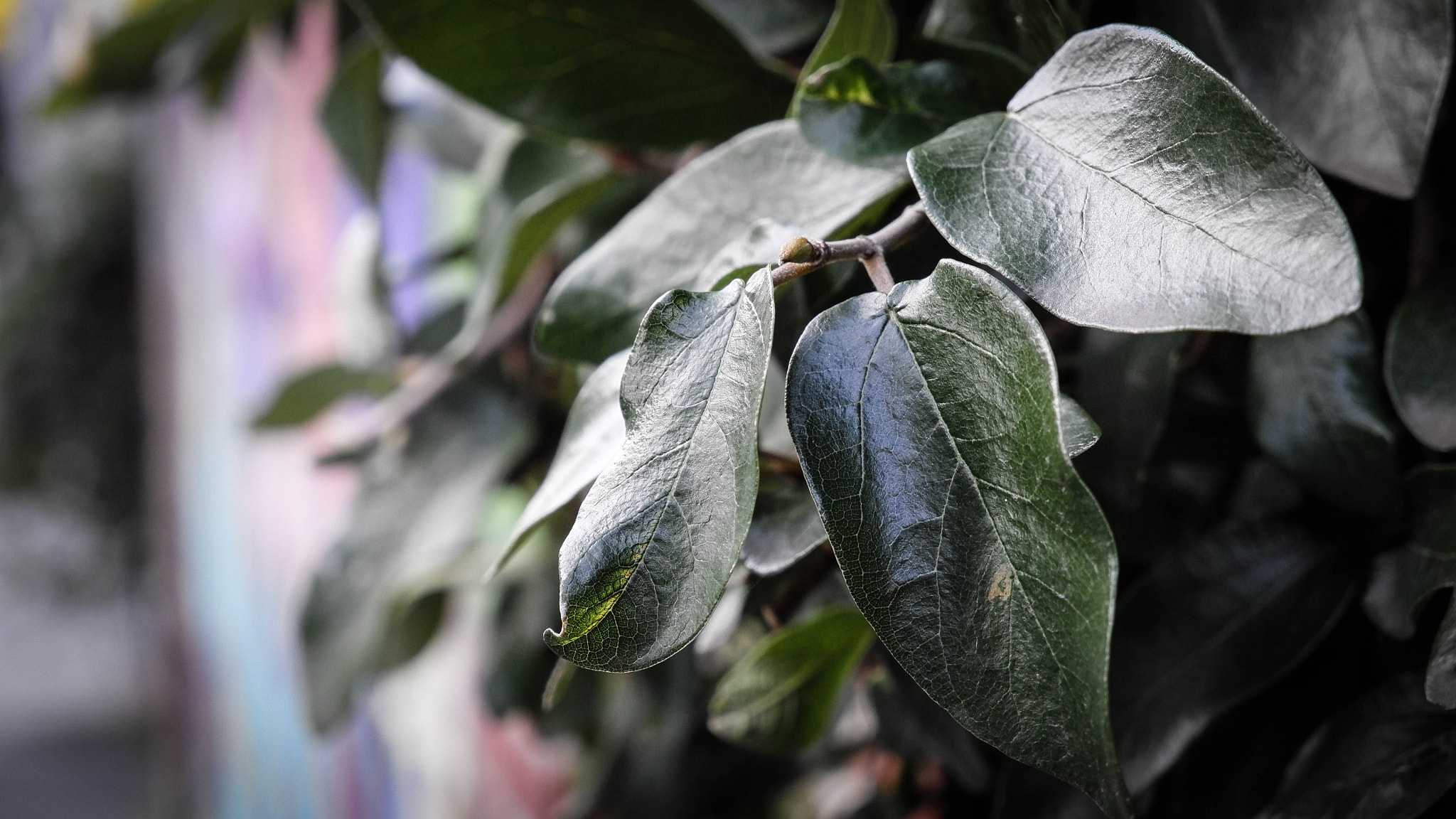 Vario-Elmar T 1:3.5-5.6 / 18-56 ASPH. sample photo. Fitzroy photography