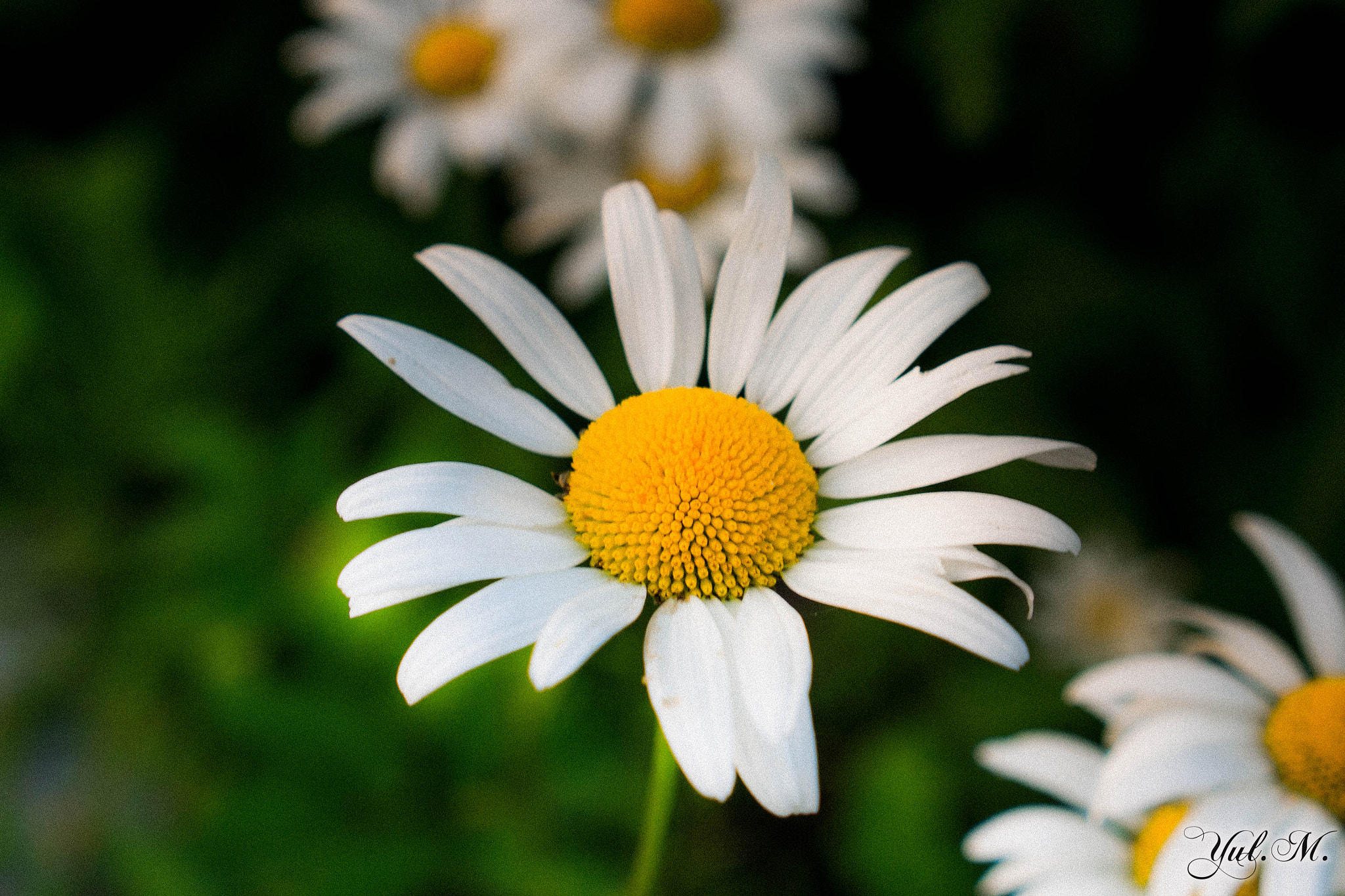 Panasonic Lumix G X Vario 12-35mm F2.8 ASPH Power OIS sample photo. Olympus digital camera photography