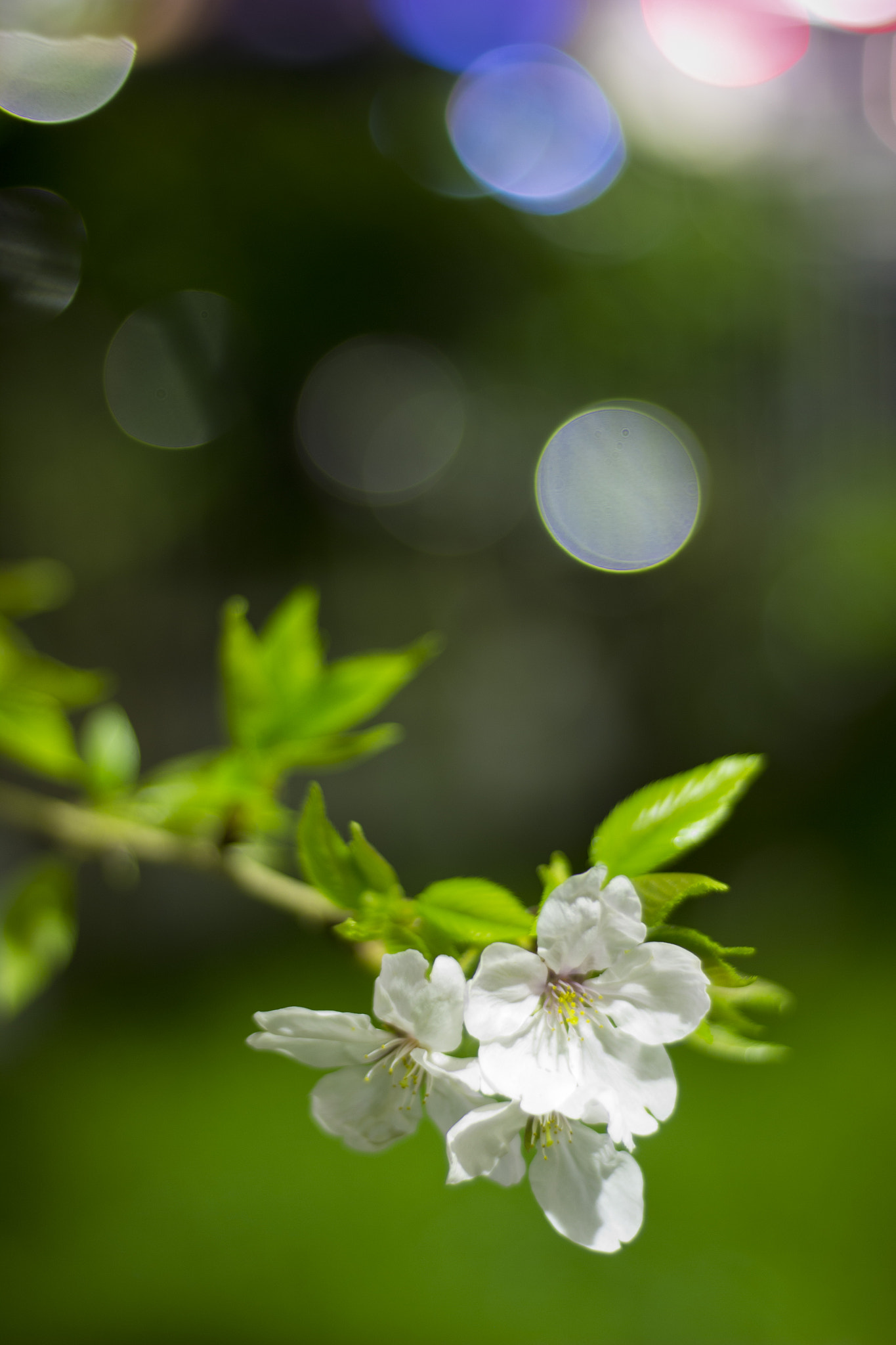 Canon EOS 600D (Rebel EOS T3i / EOS Kiss X5) + Canon EF 50mm F1.8 II sample photo. 夜桜 photography