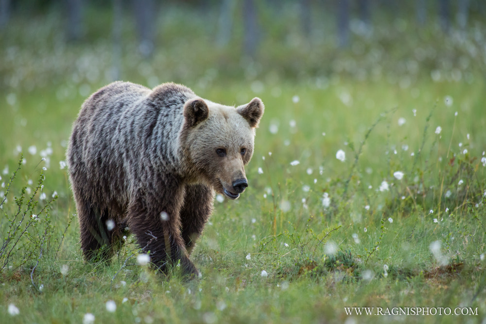 Nikon AF-S Nikkor 300mm F2.8G ED VR II sample photo. Brown bear photography