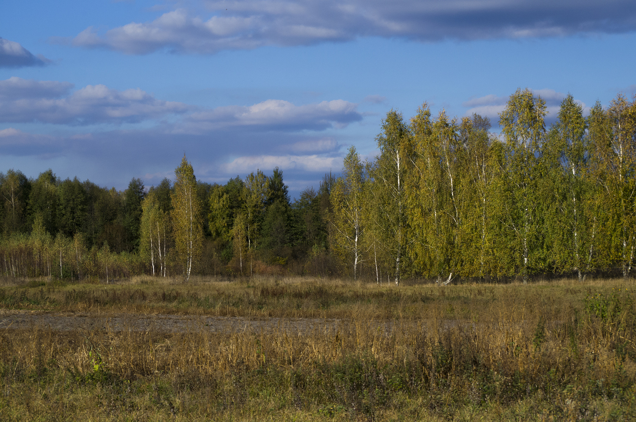 Sony SLT-A37 sample photo. Birch forest photography