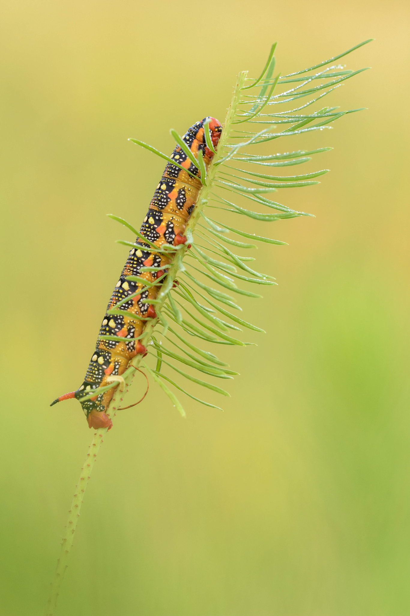 Sigma 150mm F2.8 EX DG Macro HSM sample photo. Reaching for the top photography