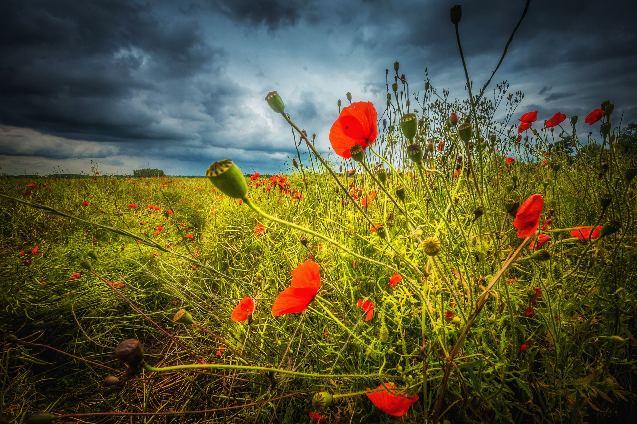Sigma 8-16mm F4.5-5.6 DC HSM sample photo. Rain battered poppies photography