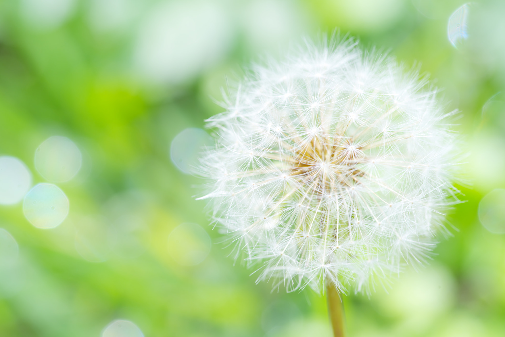 Pentax smc D-FA 100mm F2.8 Macro WR sample photo. Fluffy photography