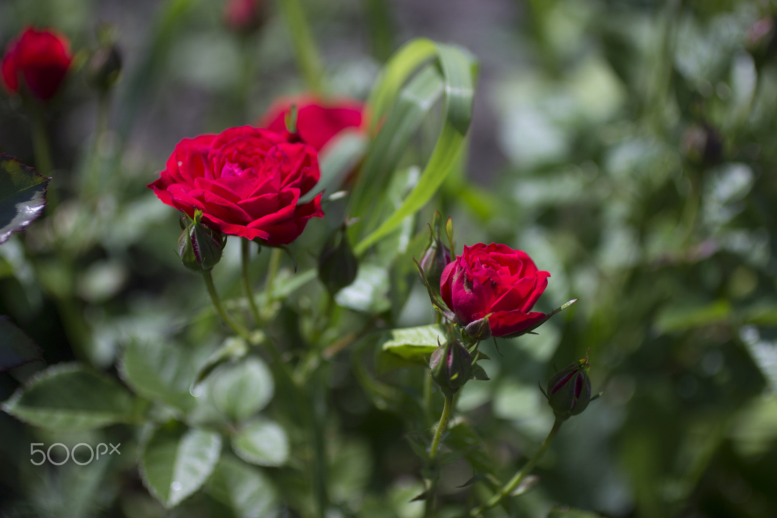 Canon EOS 600D (Rebel EOS T3i / EOS Kiss X5) + Canon EF 50mm F2.5 Macro sample photo. Summer roses photography