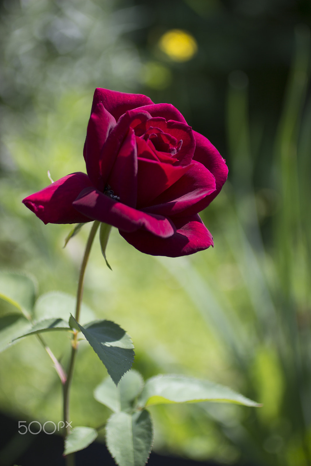 Canon EOS 600D (Rebel EOS T3i / EOS Kiss X5) + Canon EF 50mm F2.5 Macro sample photo. Summer roses photography