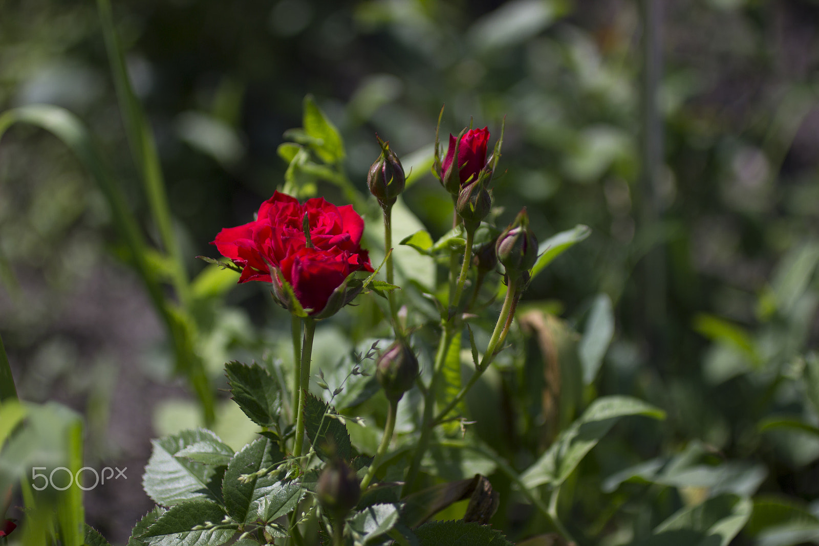 Canon EOS 600D (Rebel EOS T3i / EOS Kiss X5) + Canon EF 50mm F2.5 Macro sample photo. Summer roses photography