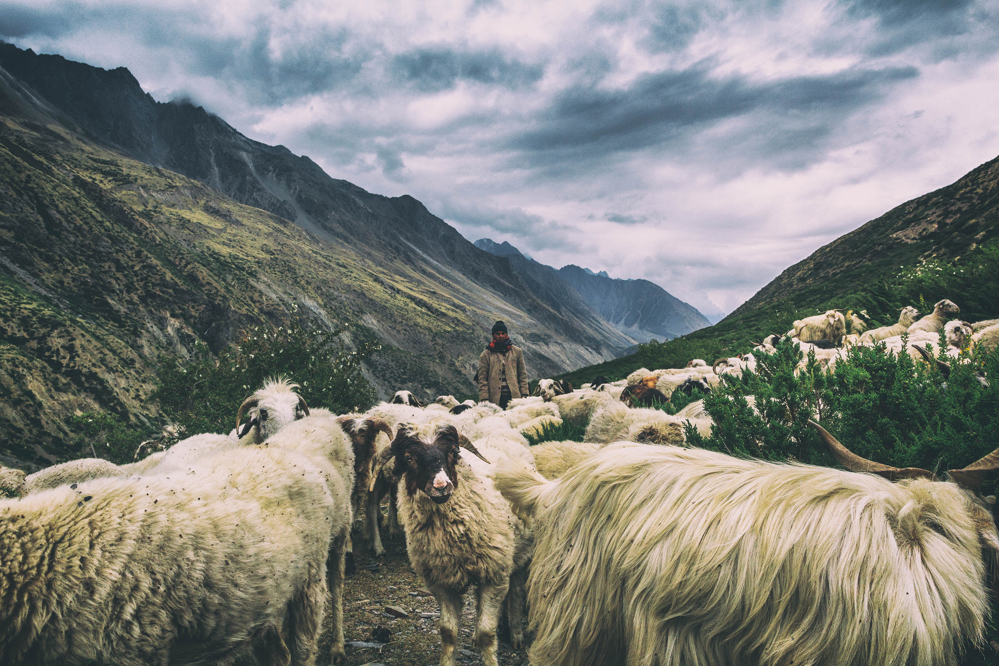 Sigma 18-35mm f/1.8 DC HSM sample photo. Sheep in milam photography