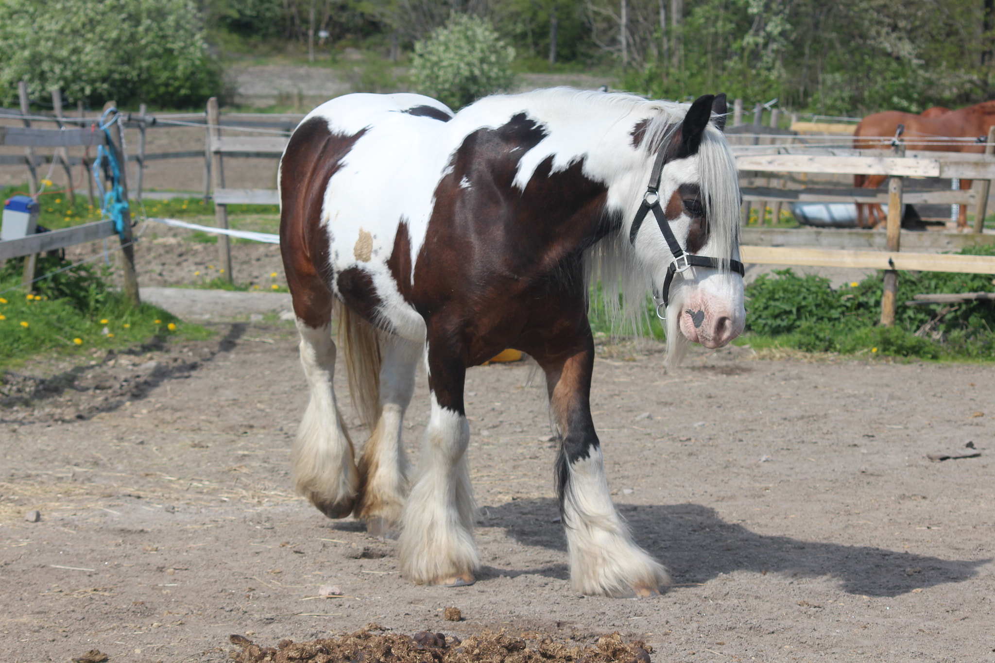Sigma 70-300mm F4-5.6 APO DG Macro sample photo. Horse photography