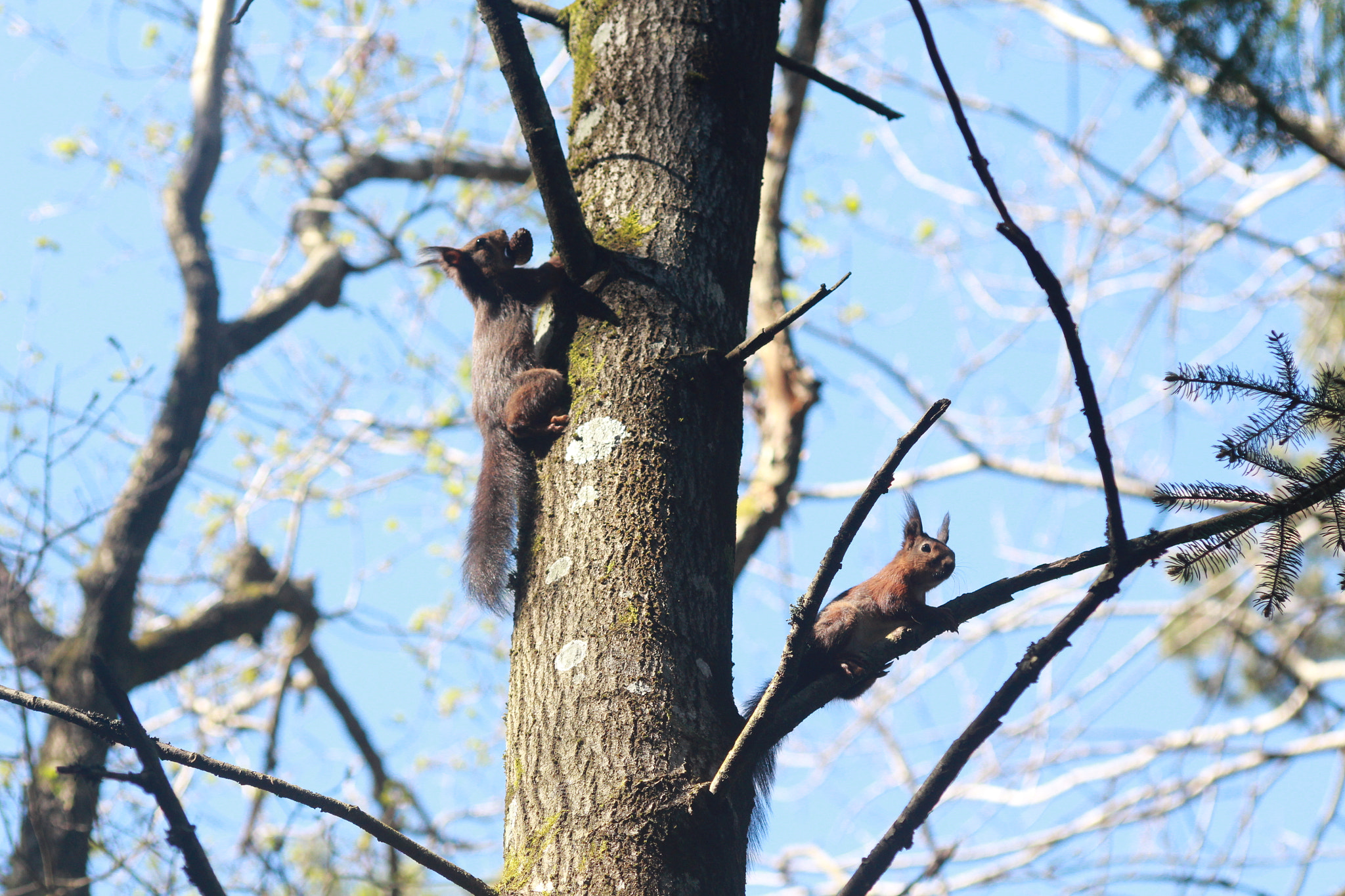 Sigma 70-300mm F4-5.6 APO DG Macro sample photo. Two squirrels photography