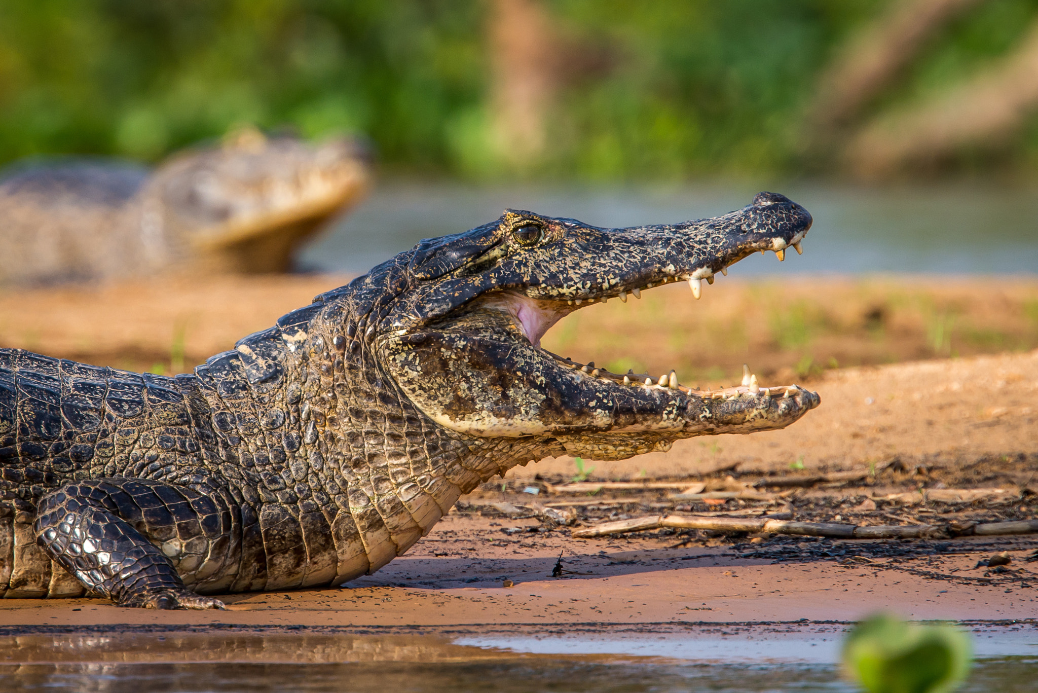 Nikon D600 sample photo. Caiman of the pantanal photography
