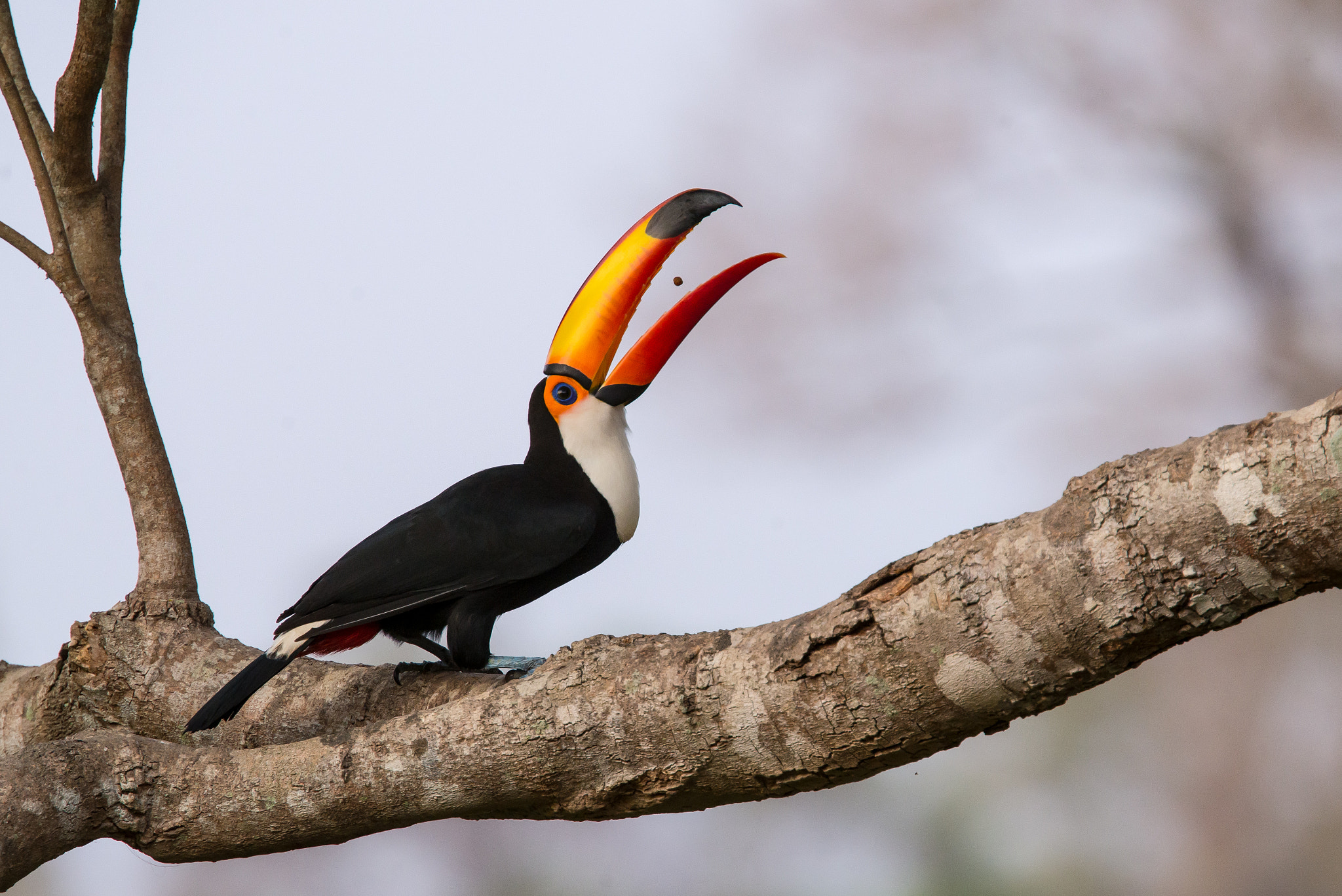 Nikon D600 sample photo. Tucan feeding photography