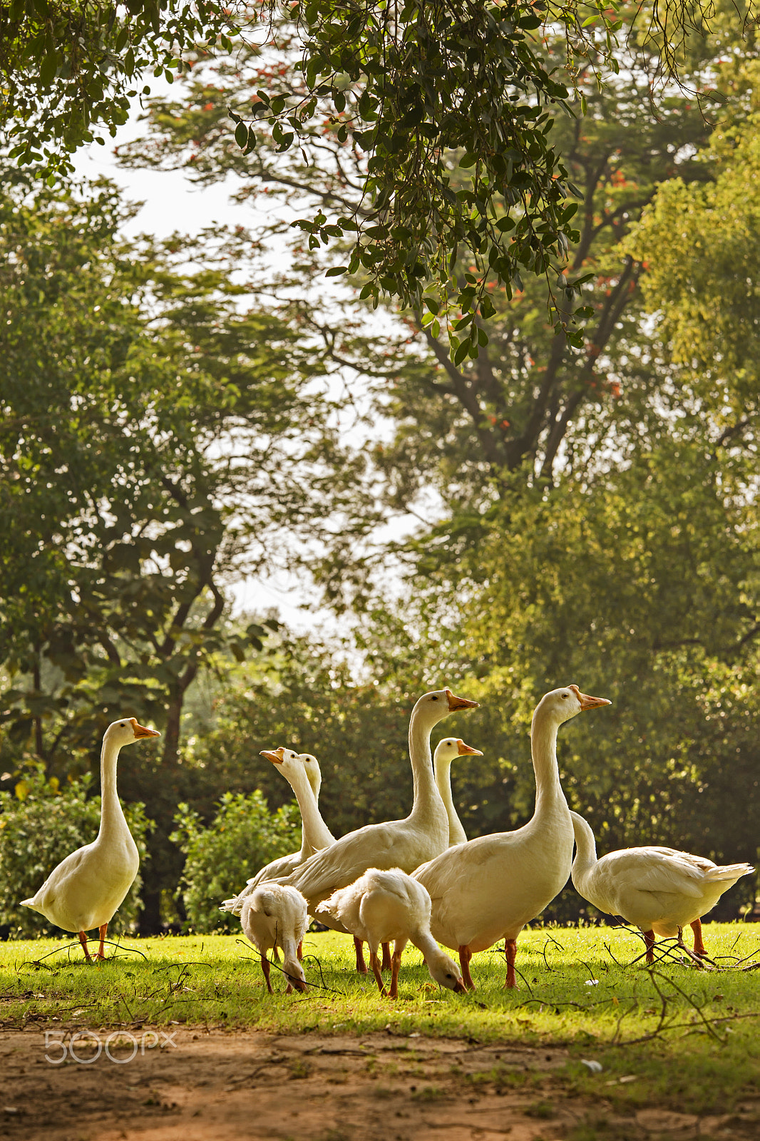 Sigma 70-200mm F2.8 EX DG OS HSM sample photo. The flock of ducks photography