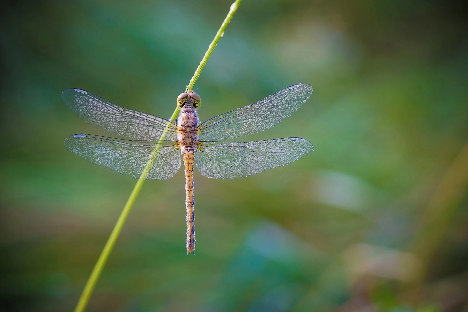Tamron SP AF 180mm F3.5 Di LD (IF) Macro sample photo. Sympetrum striolatum photography
