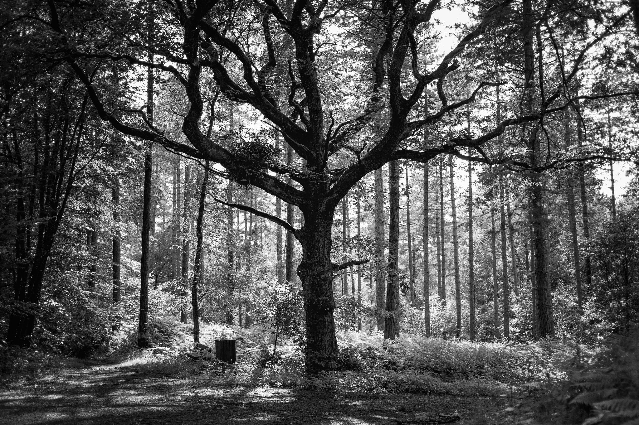 Leica Summicron-M 35mm F2 ASPH sample photo. Eden photography