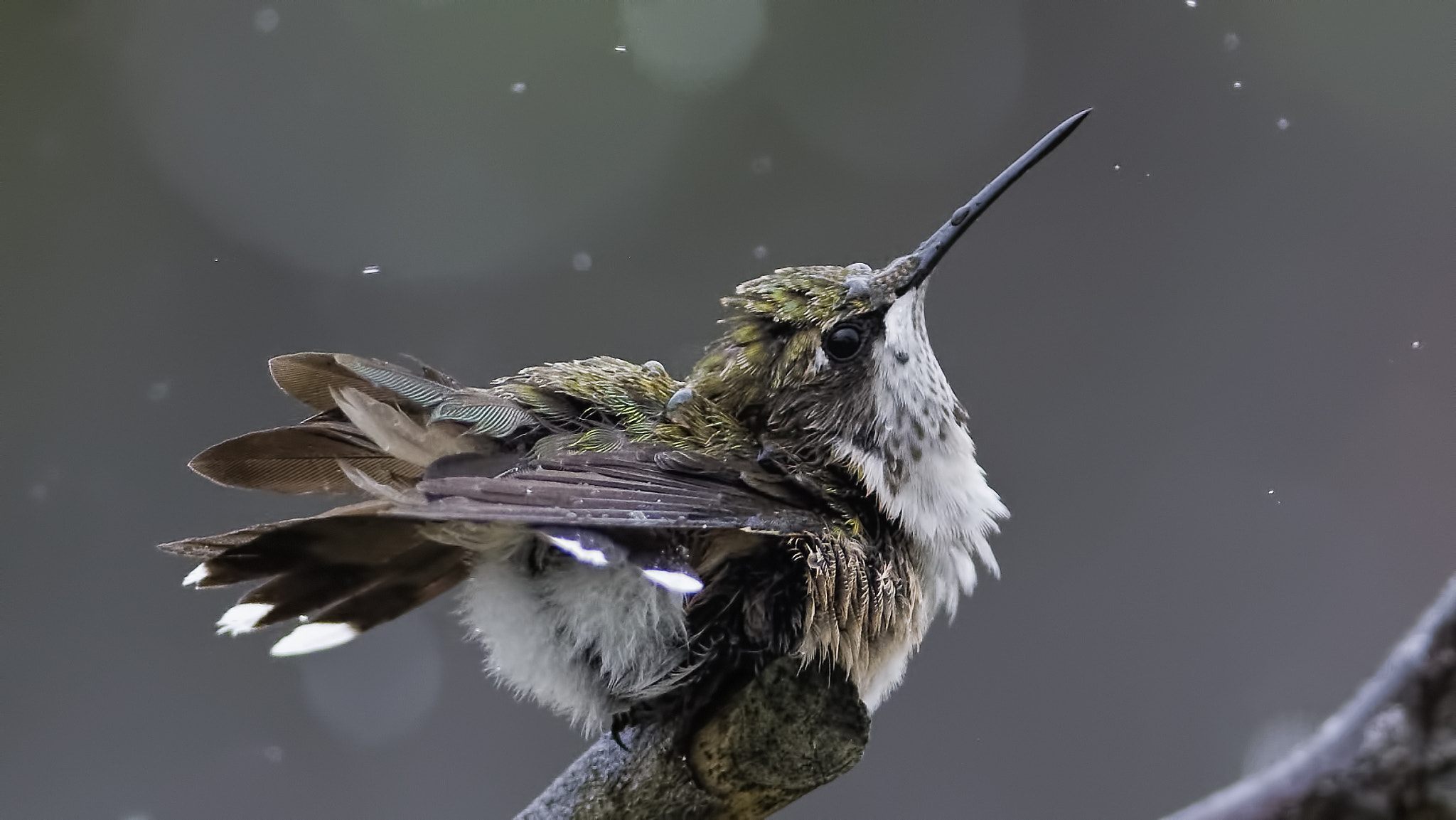 AF Zoom-Nikkor 75-300mm f/4.5-5.6 sample photo. A nice shower to cool down photography
