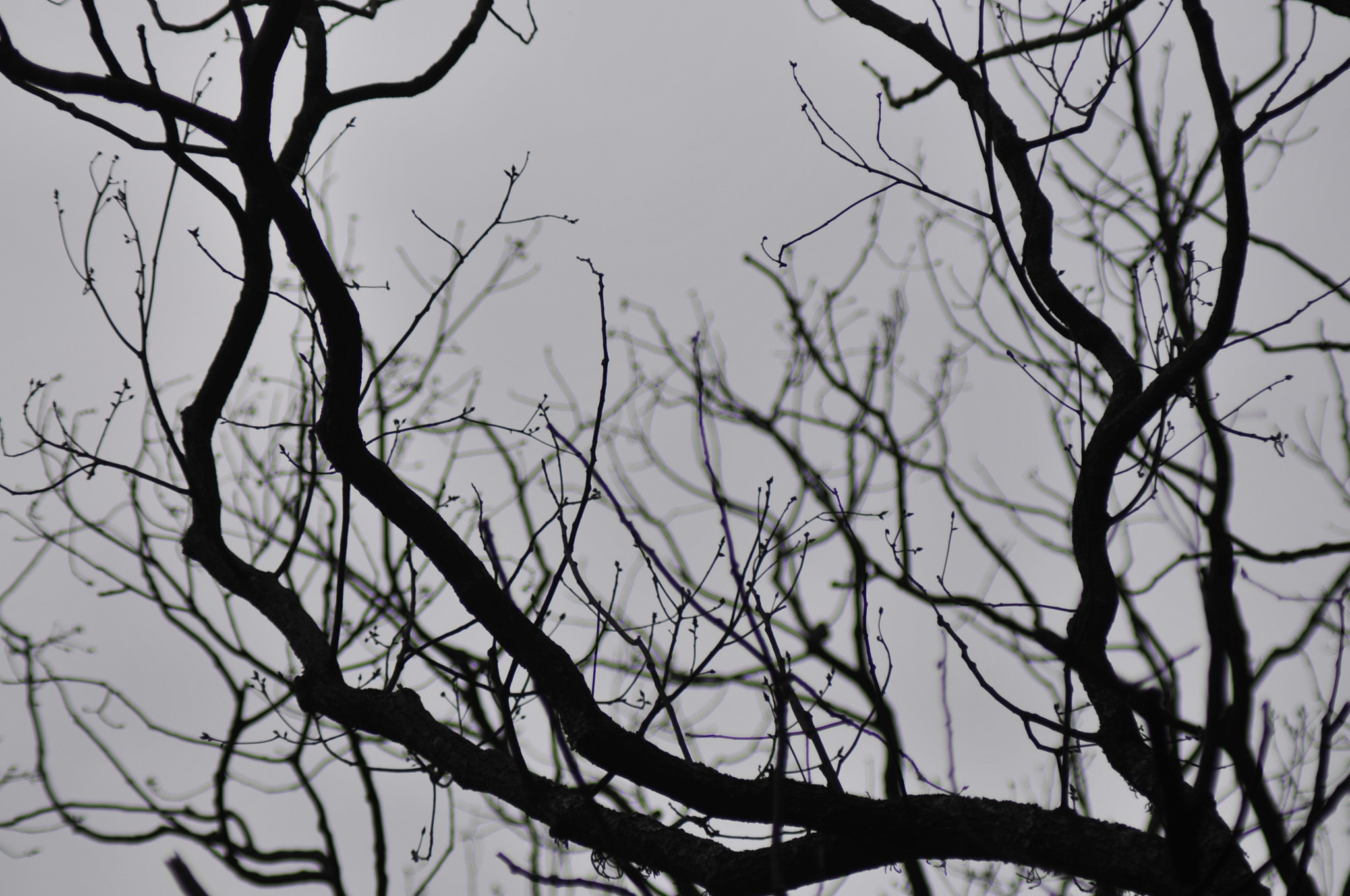 Nikon D300 + Manual Lens No CPU sample photo. .. photography