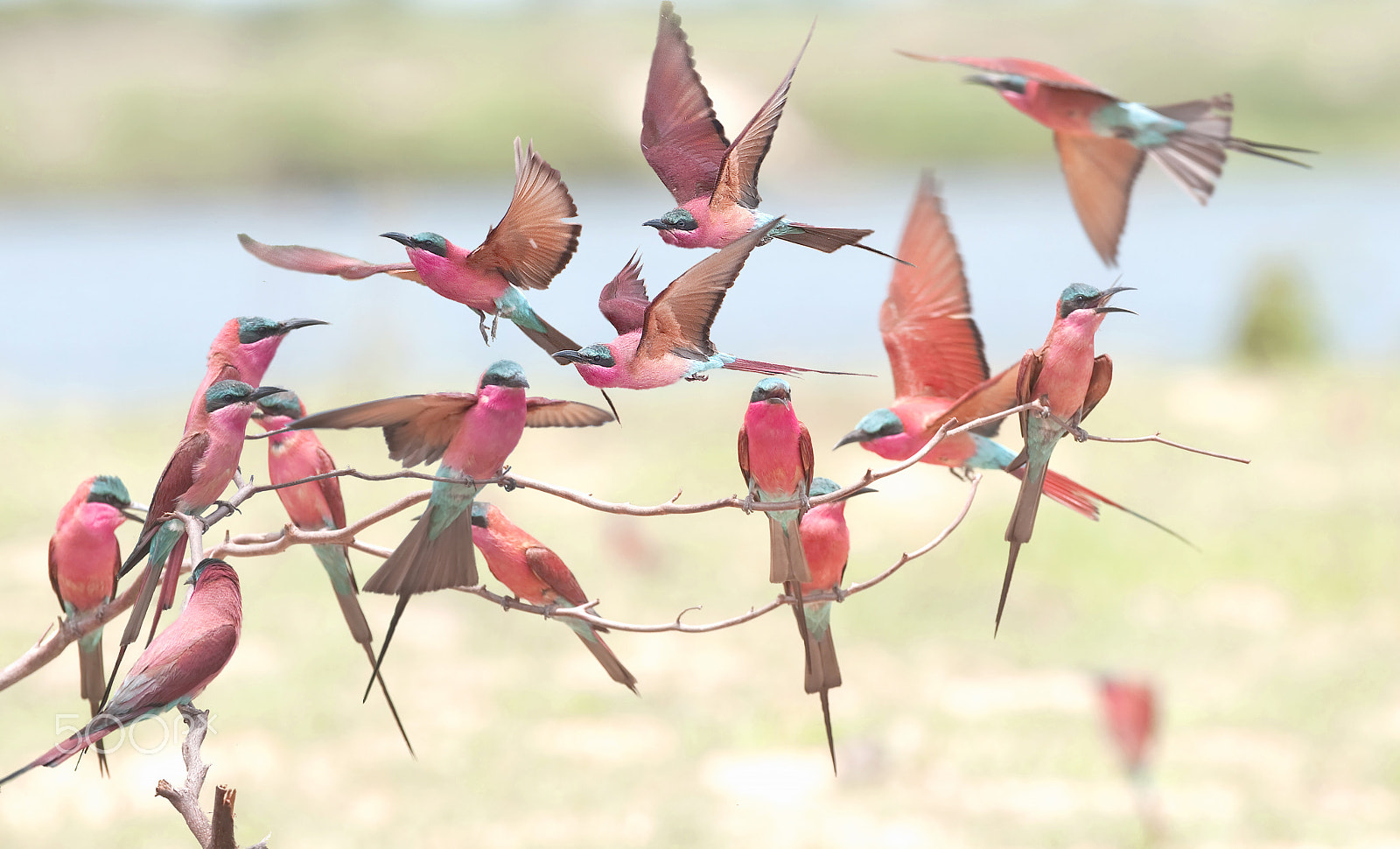 Canon EOS-1D Mark III + Canon EF 300mm F2.8L IS USM sample photo. Chaos photography