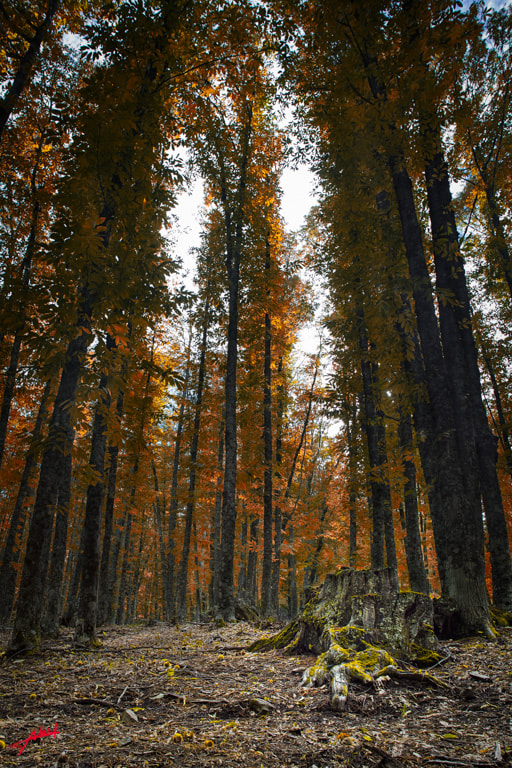 Canon EF 17-35mm f/2.8L + 1.4x sample photo