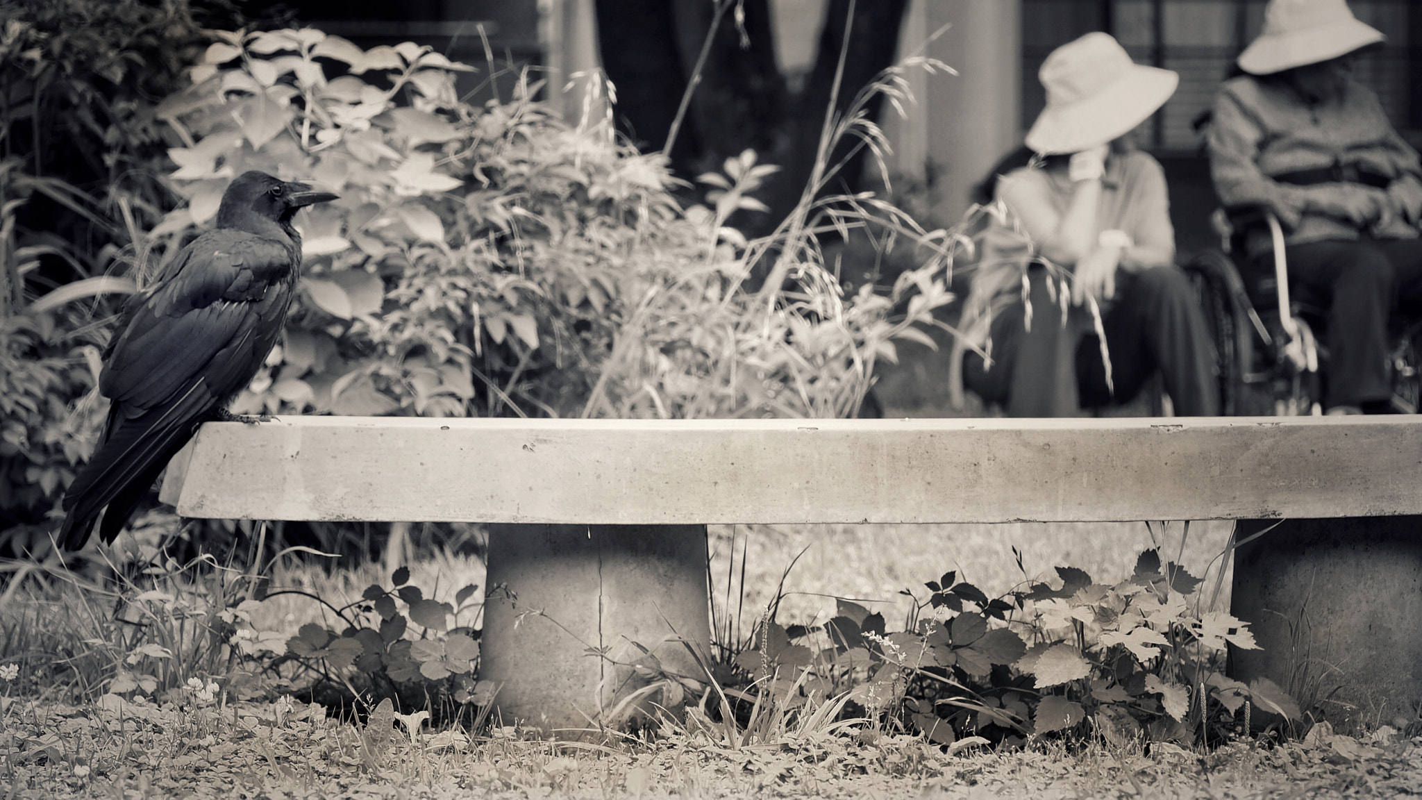 Olympus PEN E-PL7 sample photo. Midafternoon, a crow on a bench photography