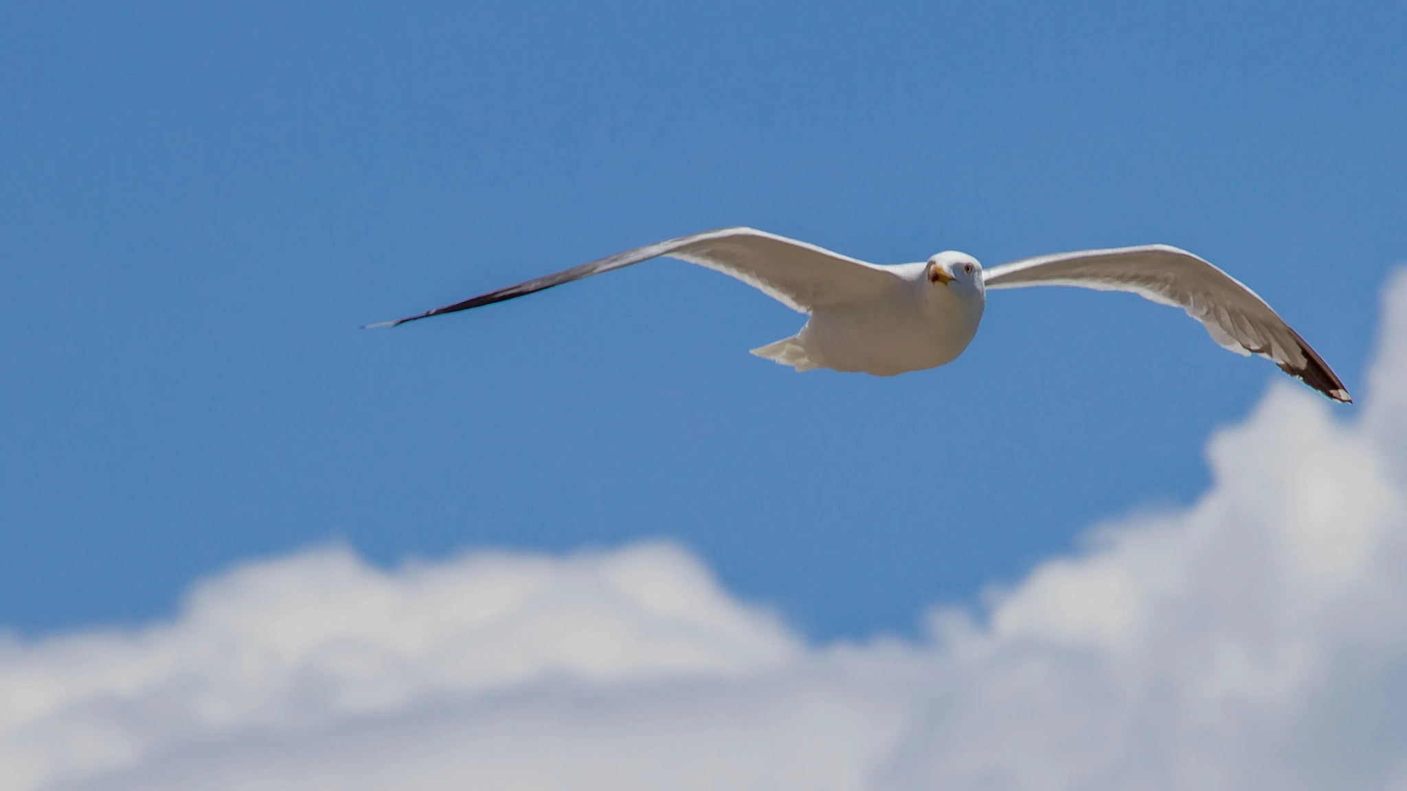Canon EF 70-300mm F4-5.6 IS USM sample photo. The seagull flying photography