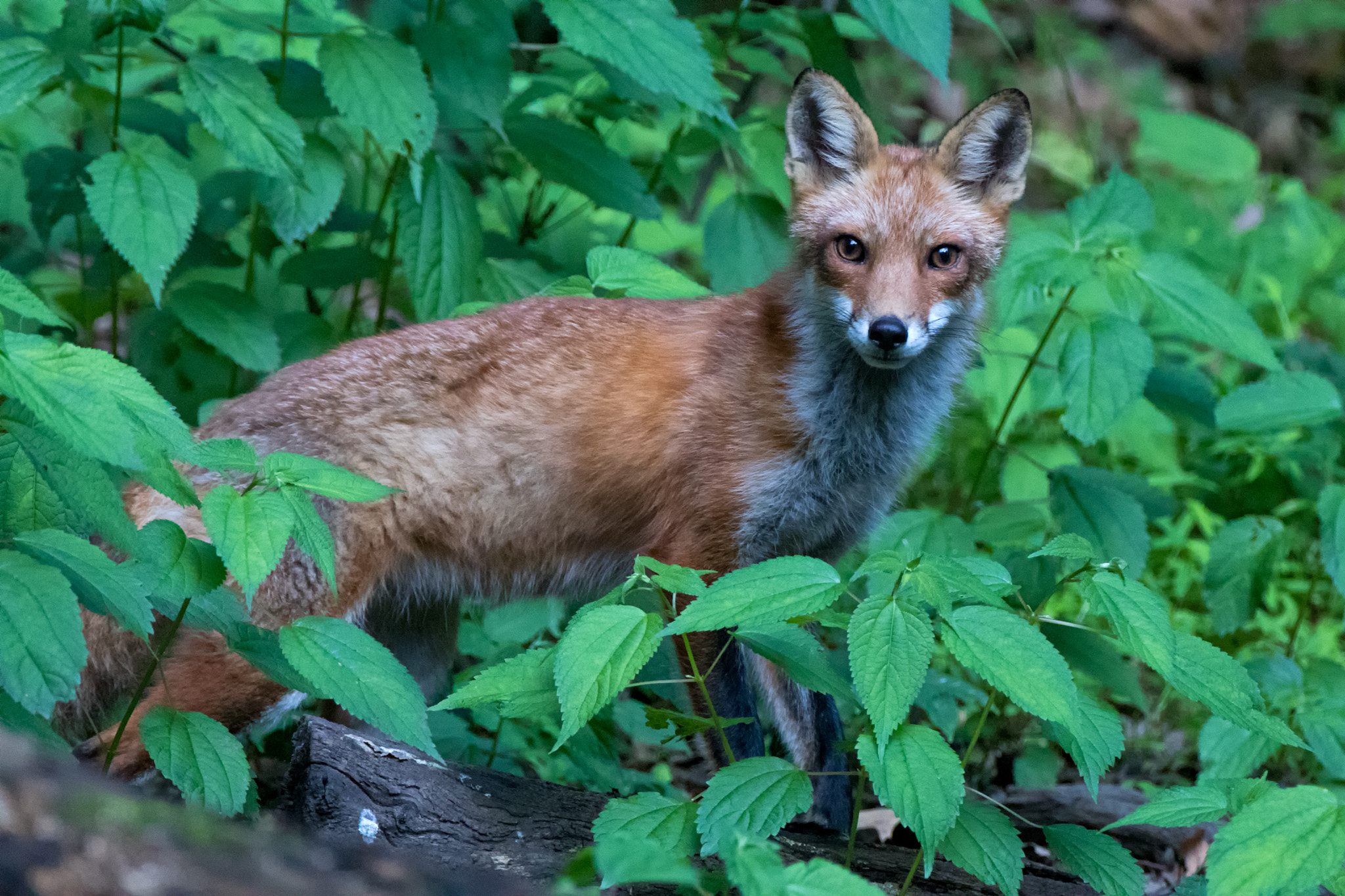 Canon EF 500mm F4L IS USM sample photo. Twiggy in the green photography