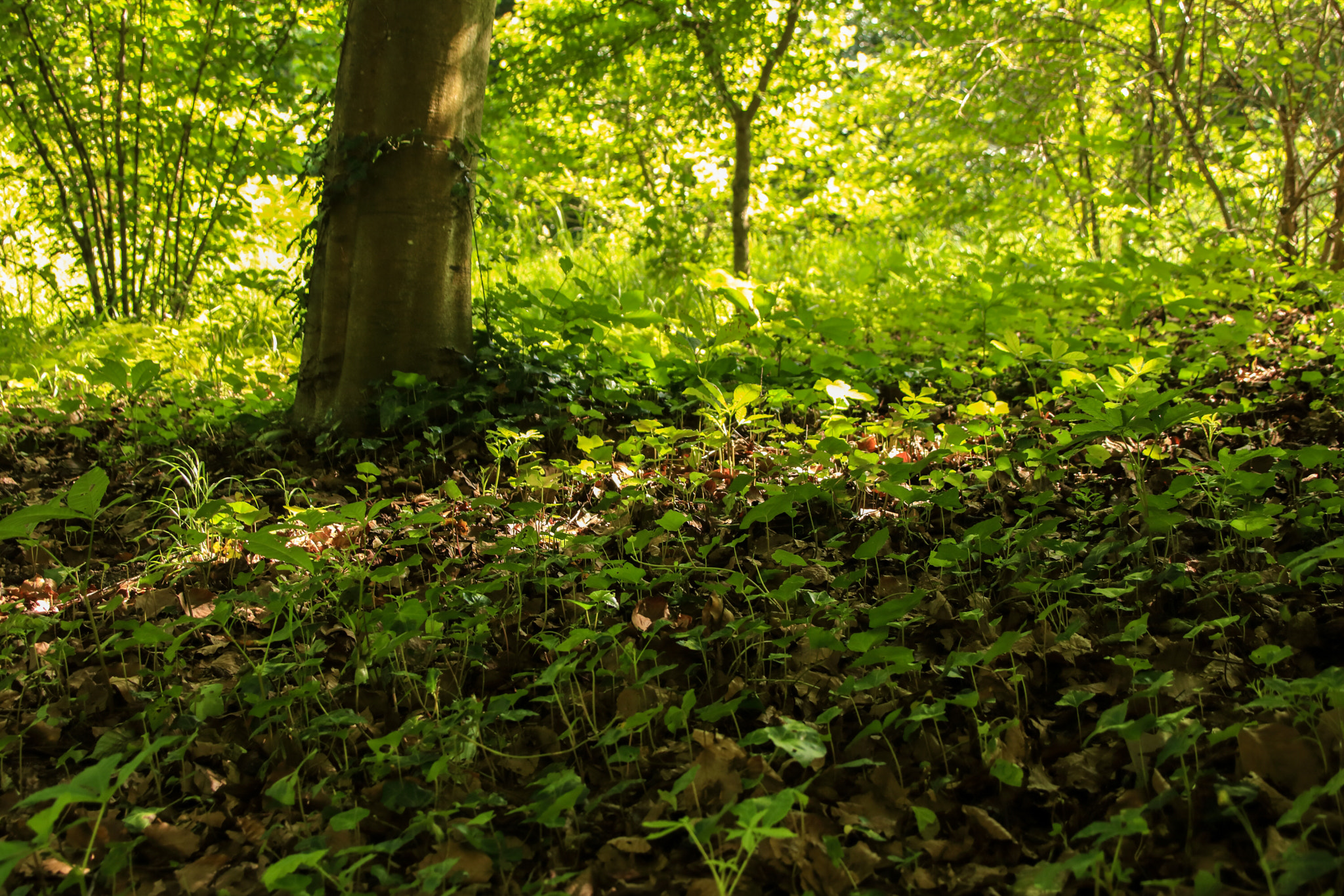 Canon EOS 760D (EOS Rebel T6s / EOS 8000D) + Canon TS-E 90mm F2.8 Tilt-Shift sample photo. La forêt enchantée photography