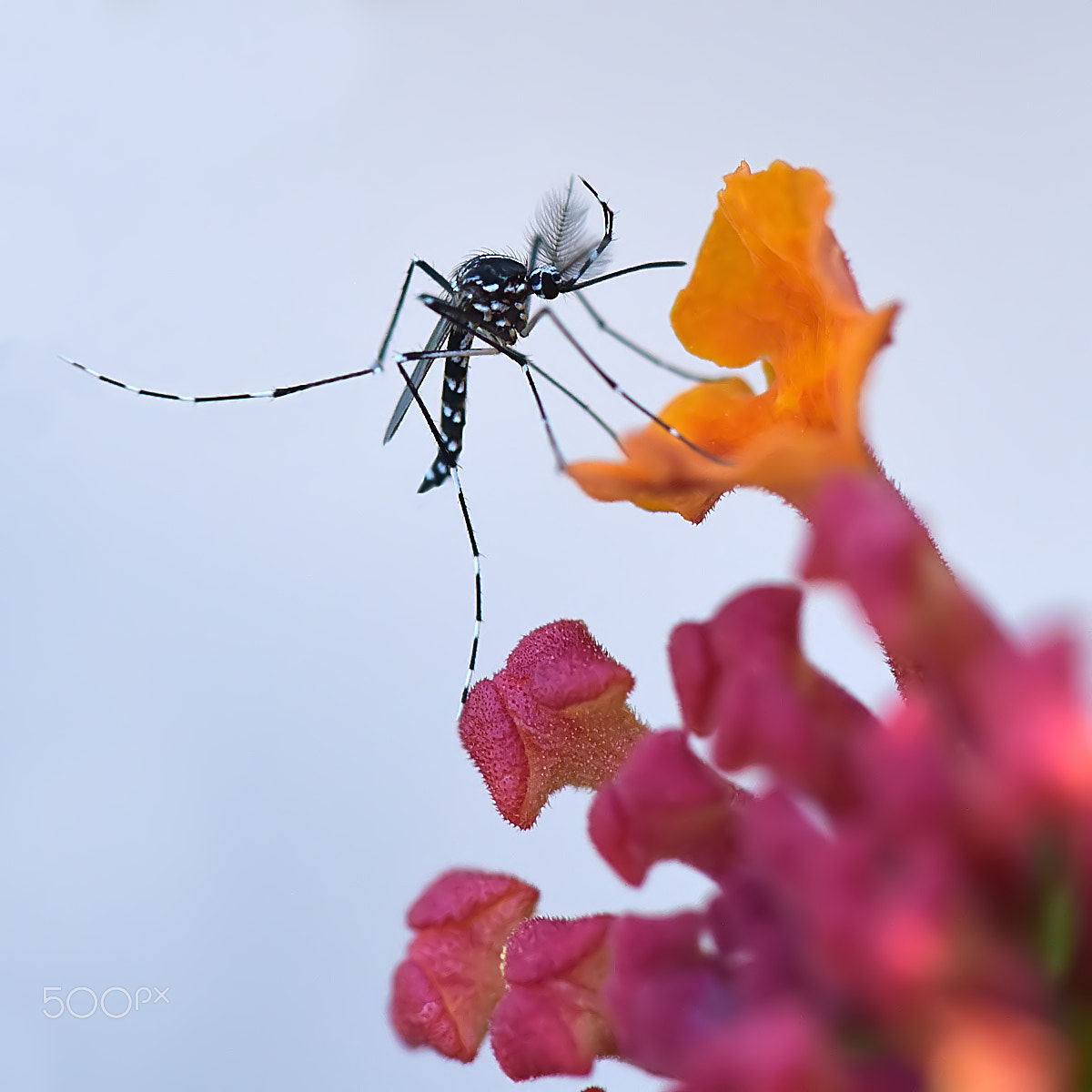 Nikon D810 + AF Nikkor 50mm f/1.8 N sample photo. Tiger mosquito photography
